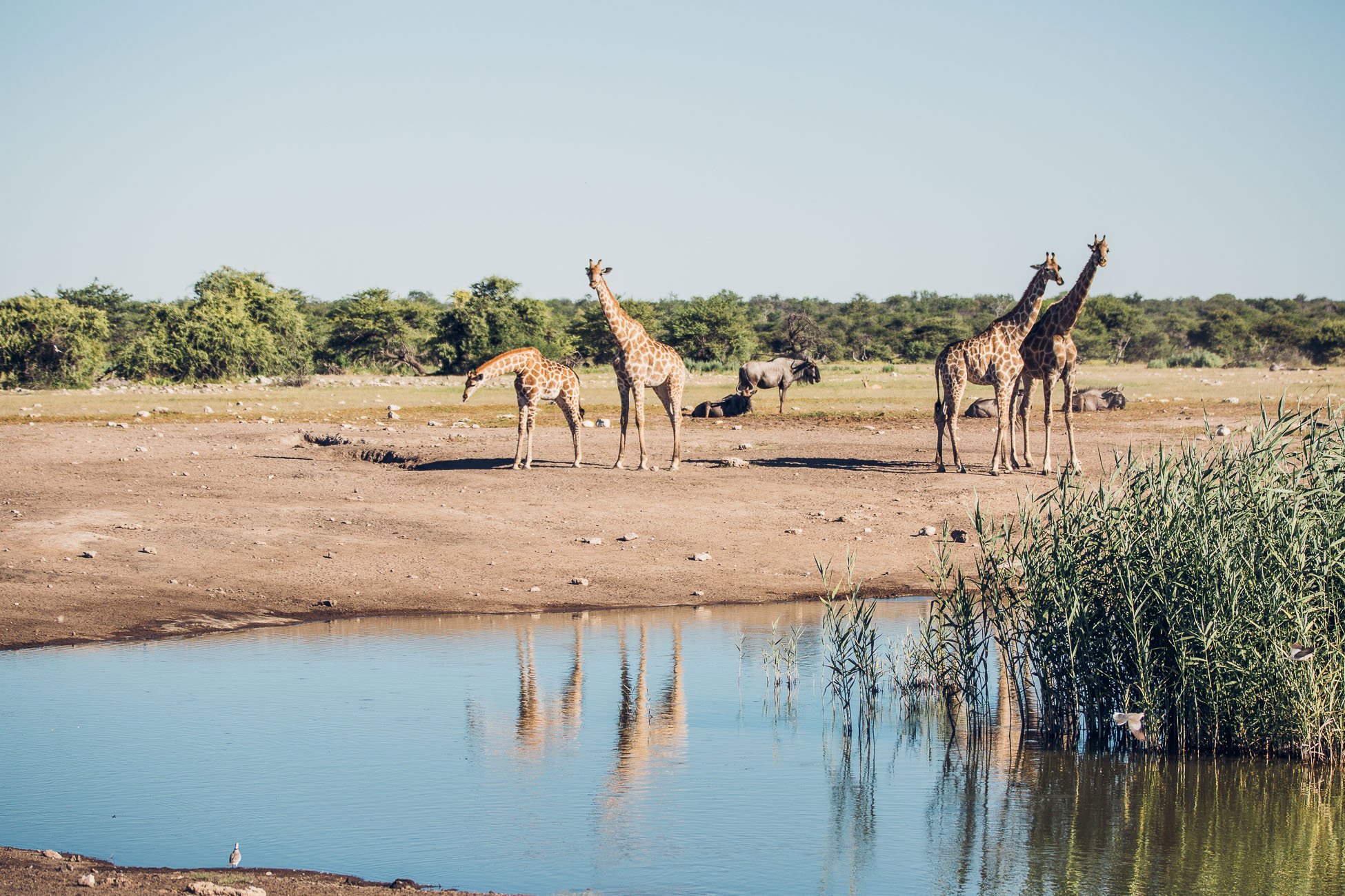 Giraffes at Etosha National Park