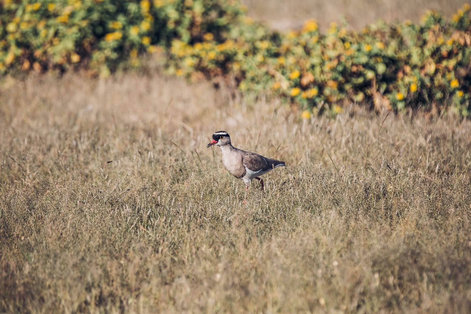 Bird at Etosha National Park