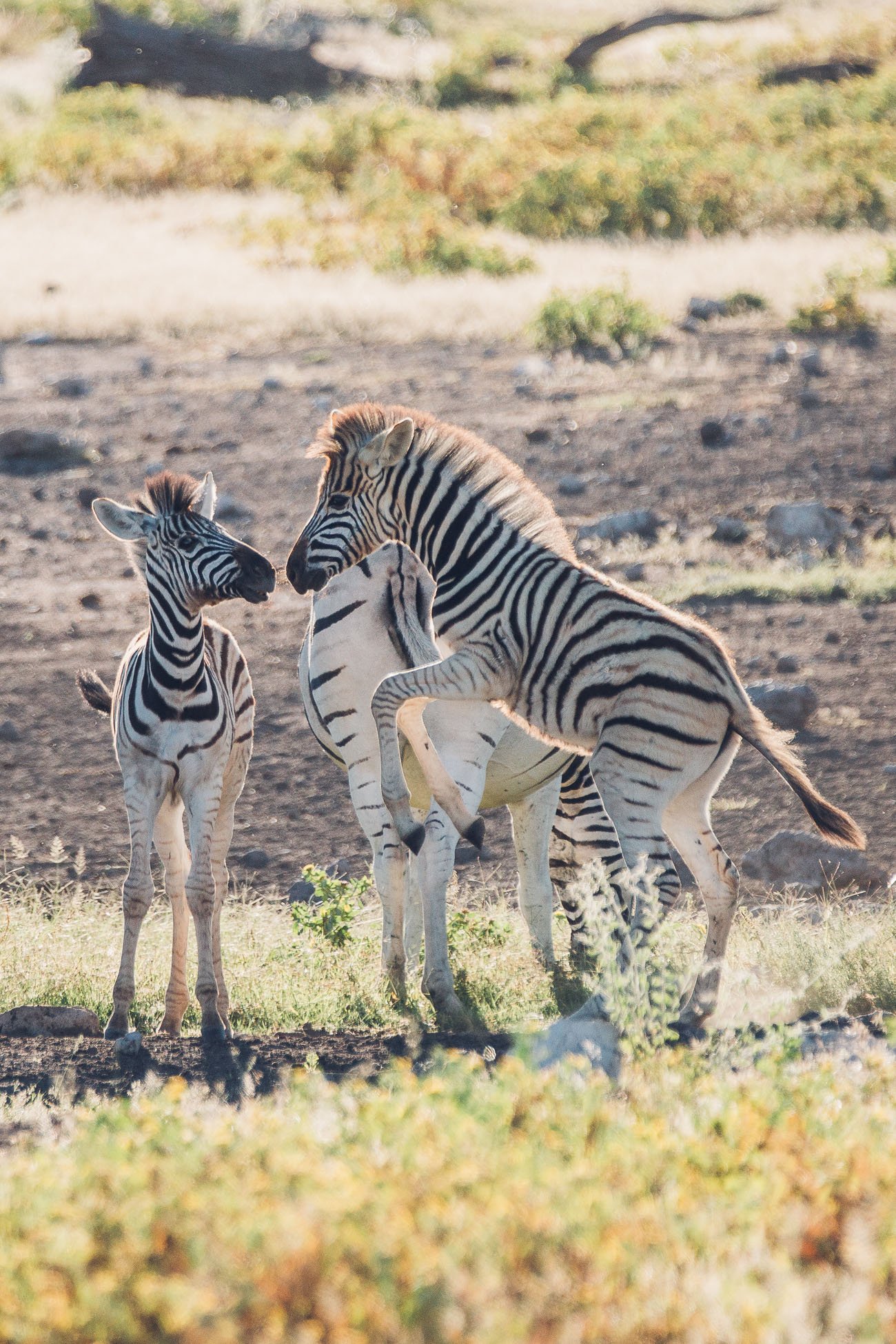 Baby Zebras playing at Etosha National Park