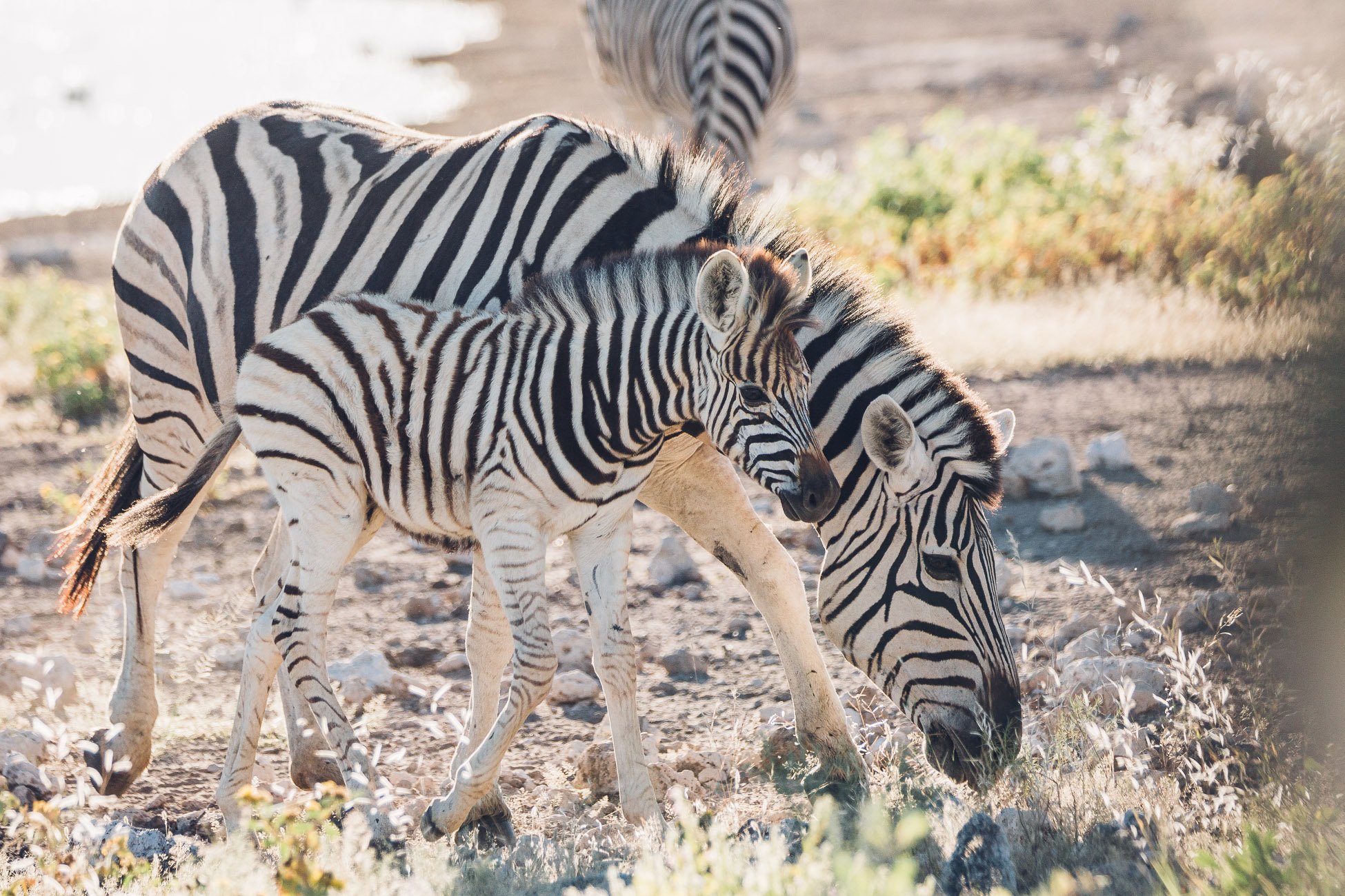 Baby Zebras playing at Etosha National Park