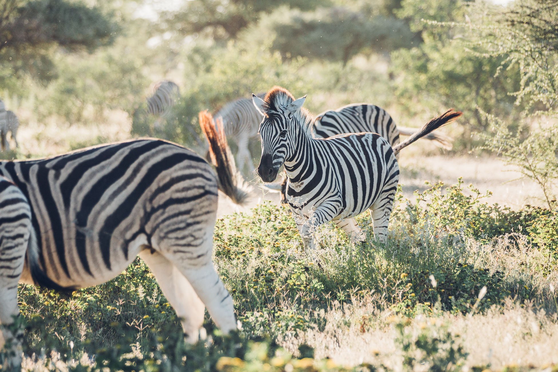 Baby Zebras playing at Etosha National Park