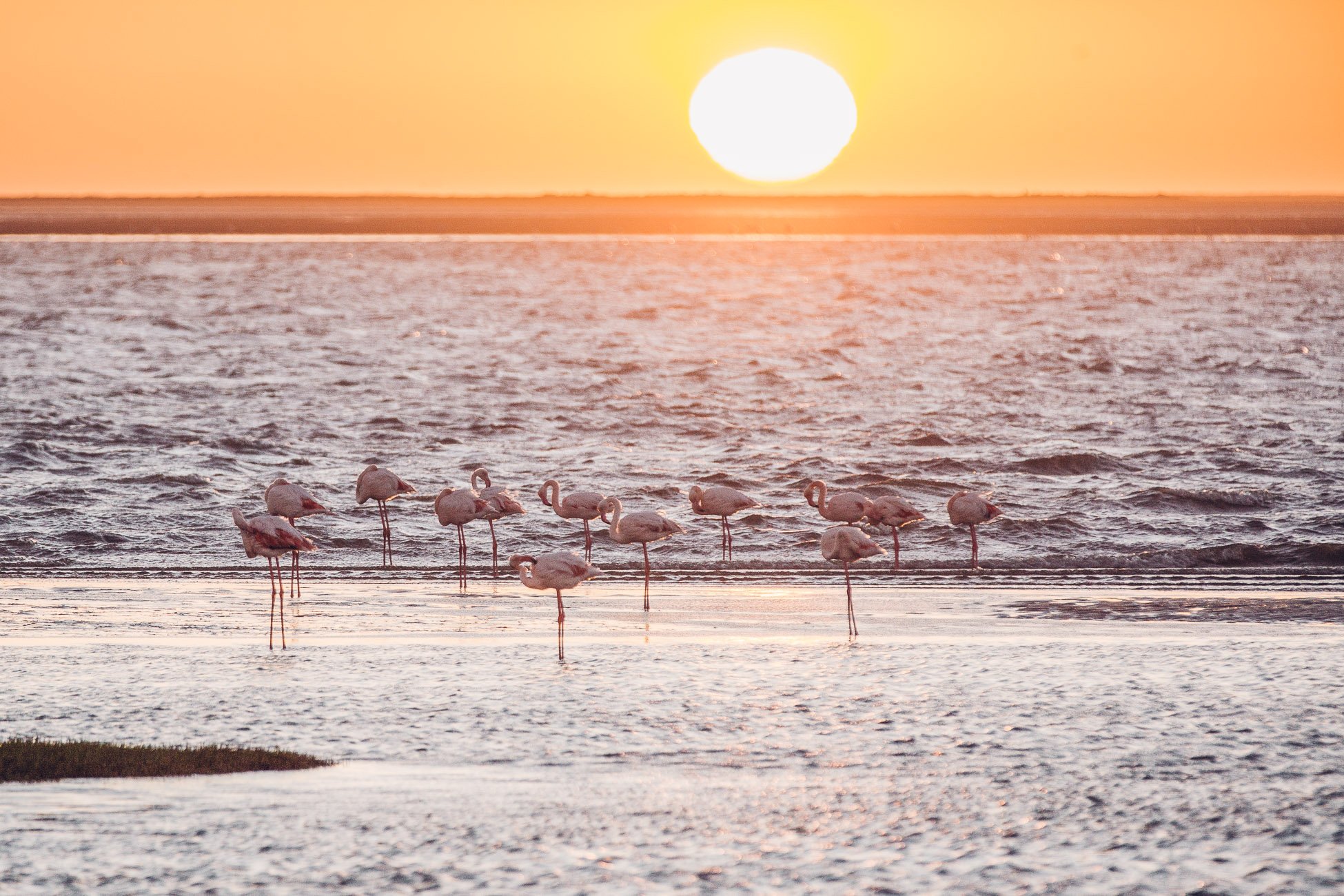 Flamingos at Walvis Bay