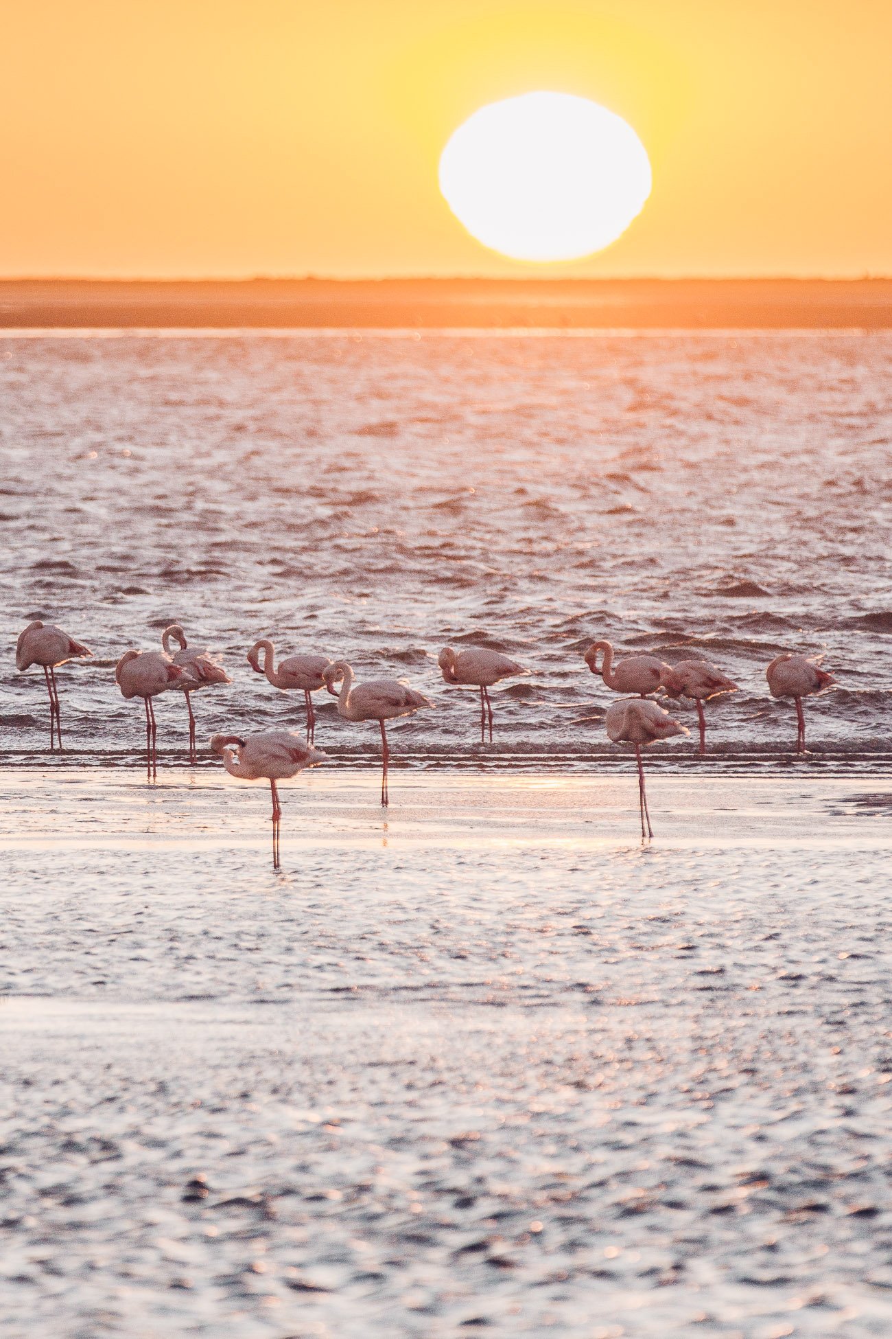 Flamingos at Walvis Bay Namibia