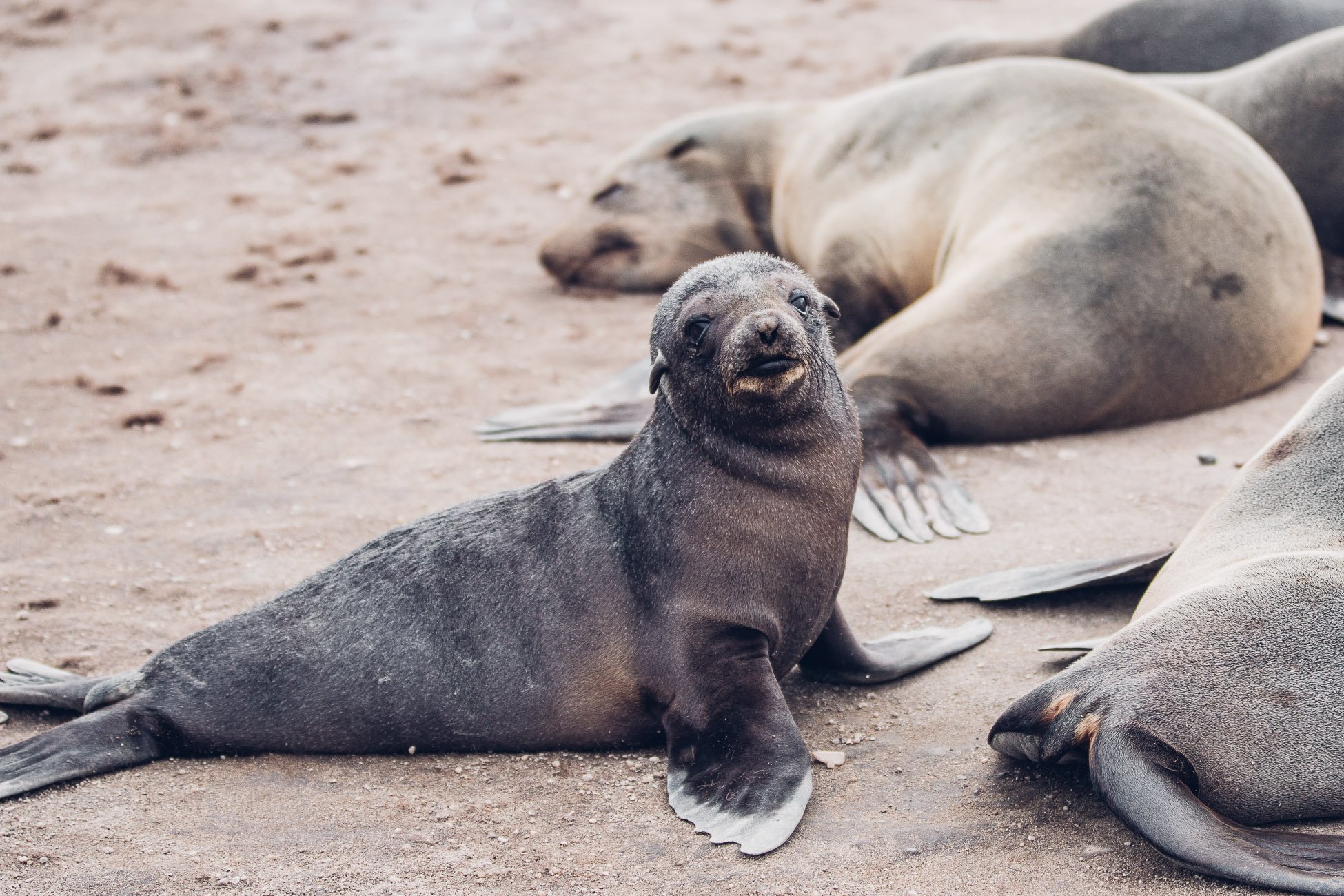 Cape Cross Seal Reserve Namibia