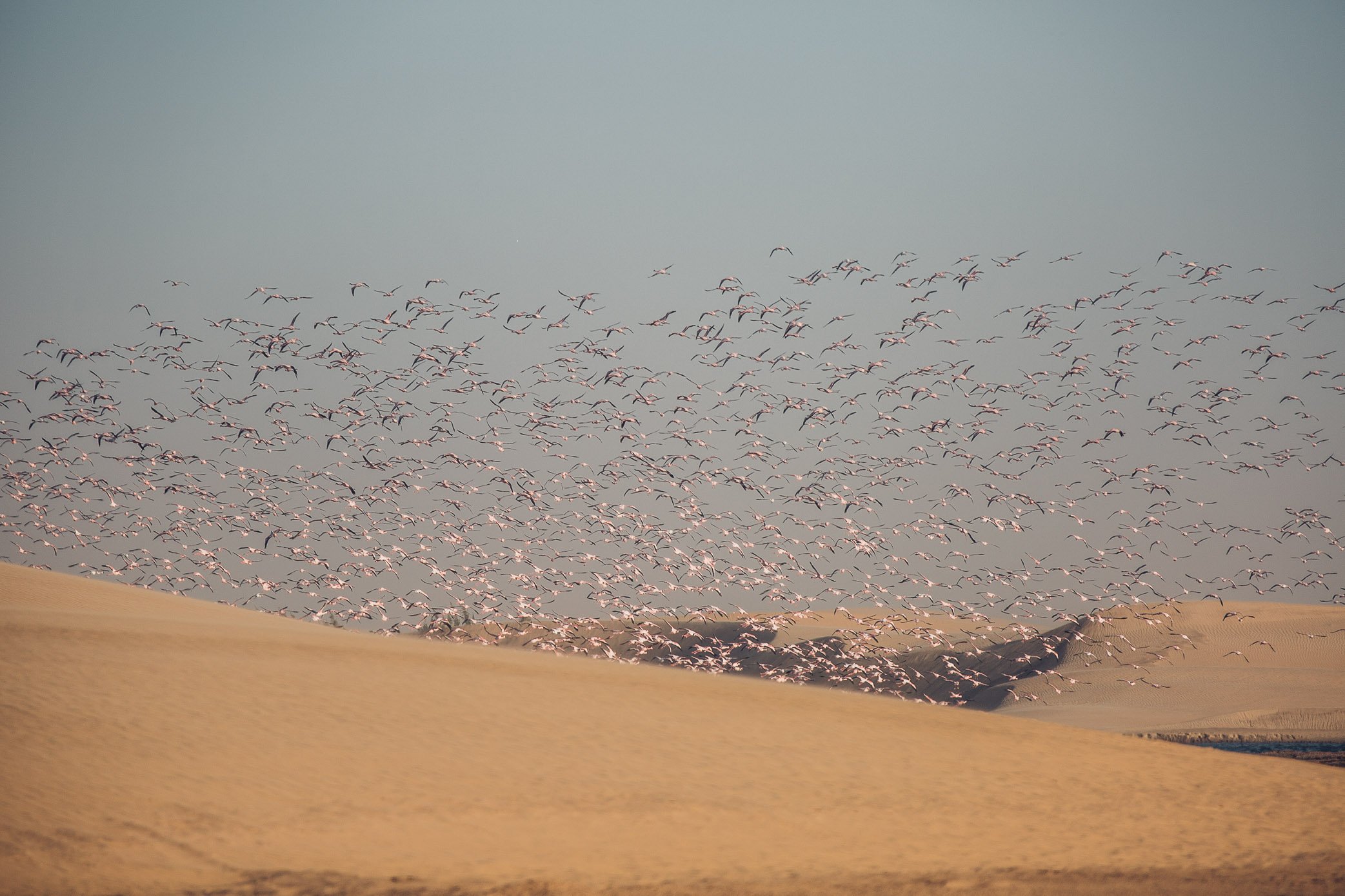 Flamingo Colony Walvis Bay Namibia