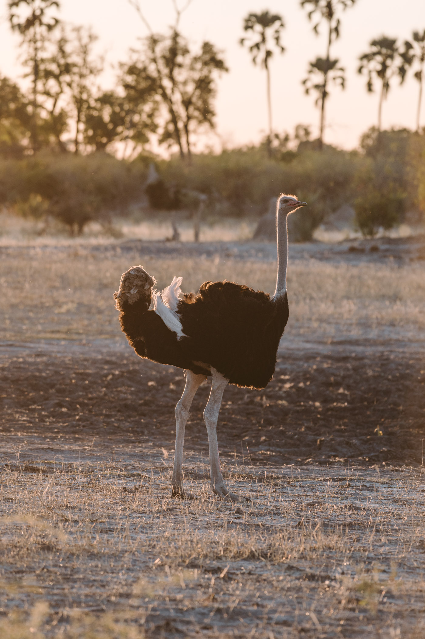 Ostrich in the Okavango Delta in Botswana
