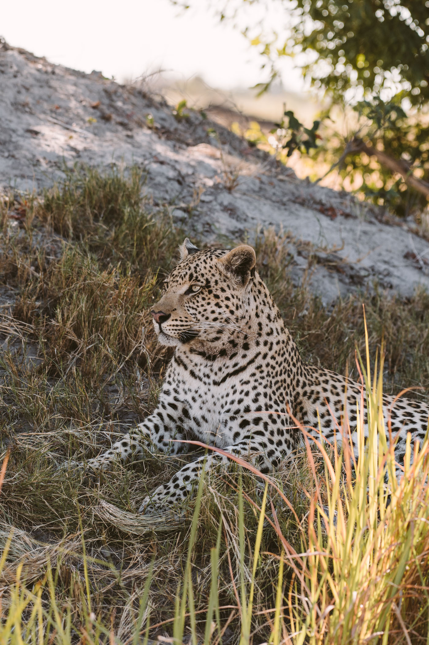 Leopard in the Okavango Delta in Botswana