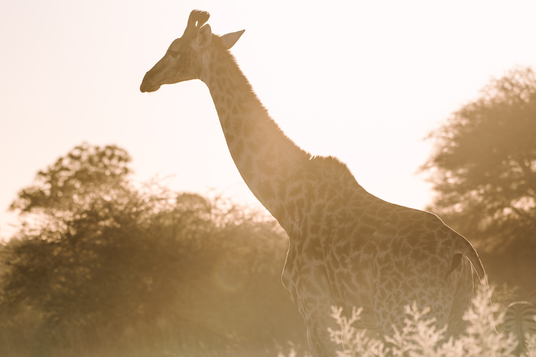 A giraffe in the Okavango Delta in Botswana