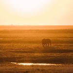 Botswana Chobe National Park