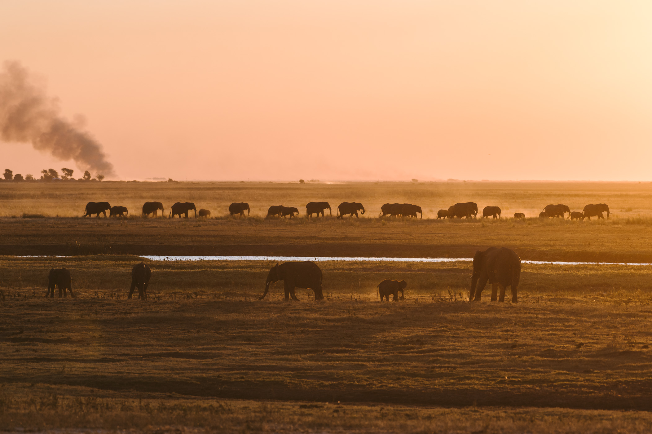 Elephants in Botswana's Chobe National Park