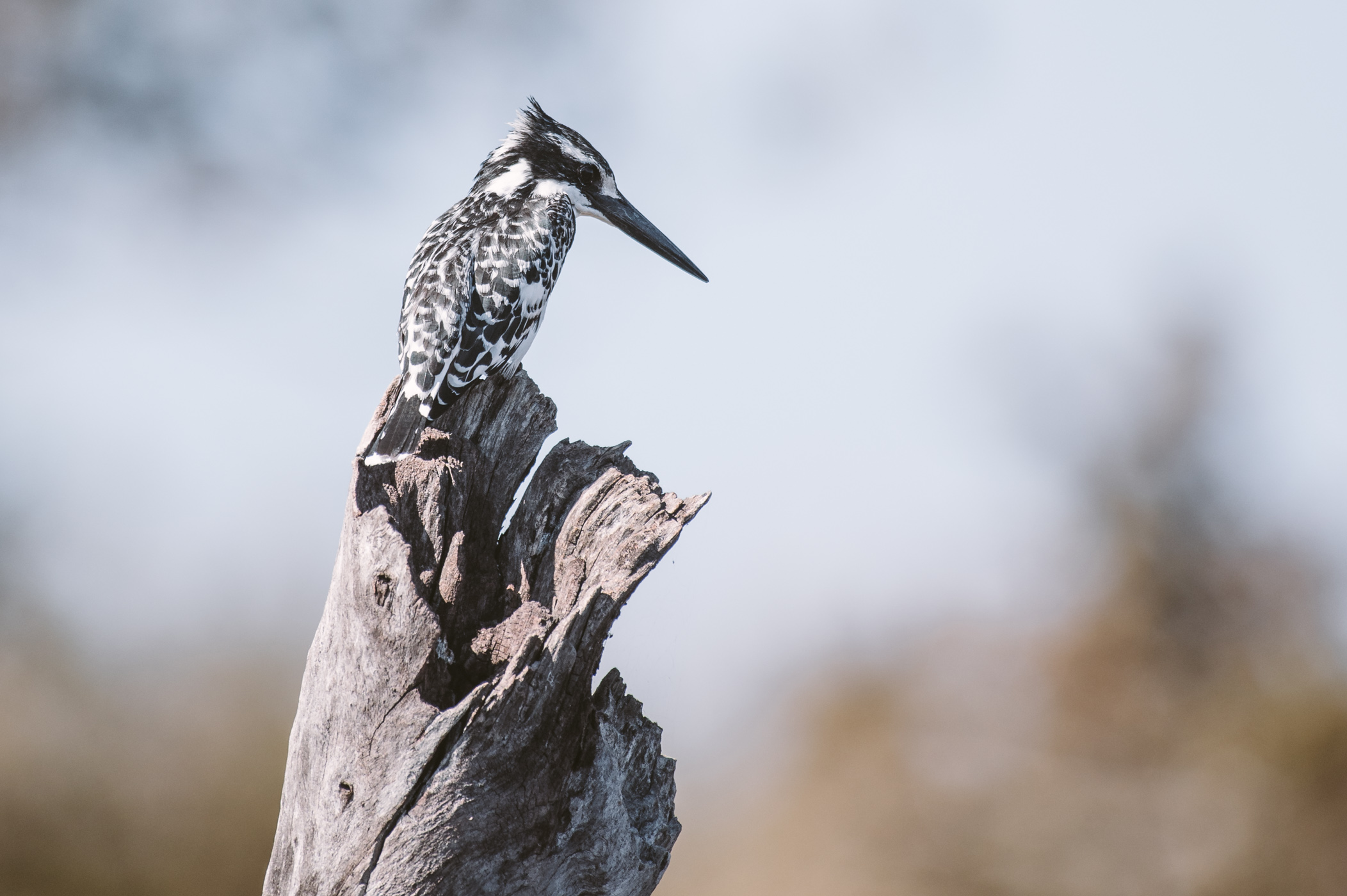 Chobe River Safari with Pangolin Photo tours