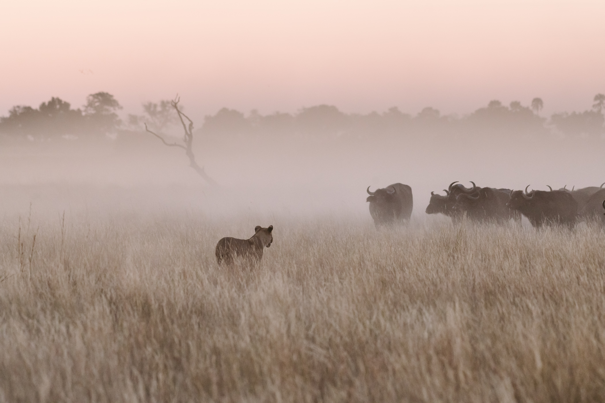 A lion chasing a herd of buffalos in Botswana as shot on Nikon Z 6
