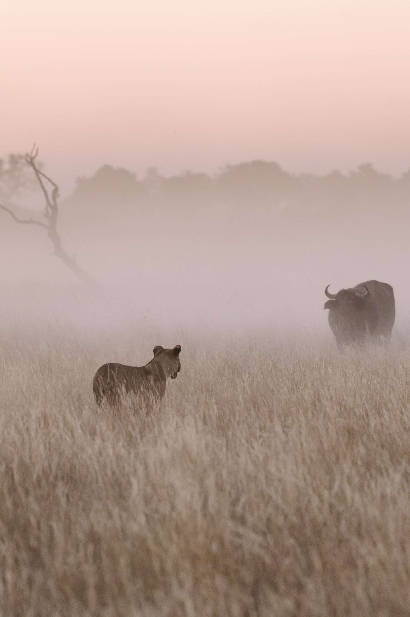 Wildlife photography with Nikon Z 6 mirrorless camera