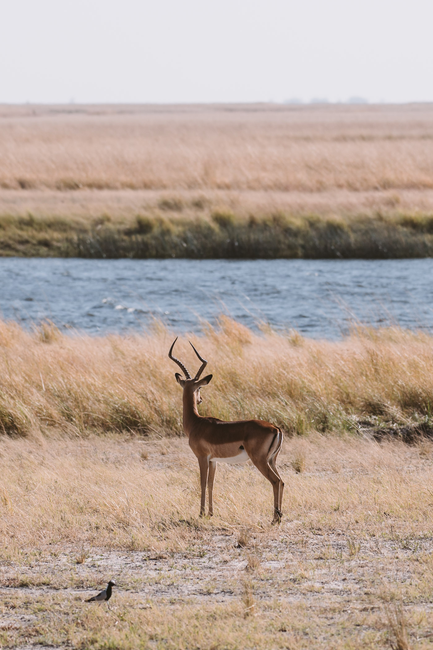 Antelope in Chobe National Park