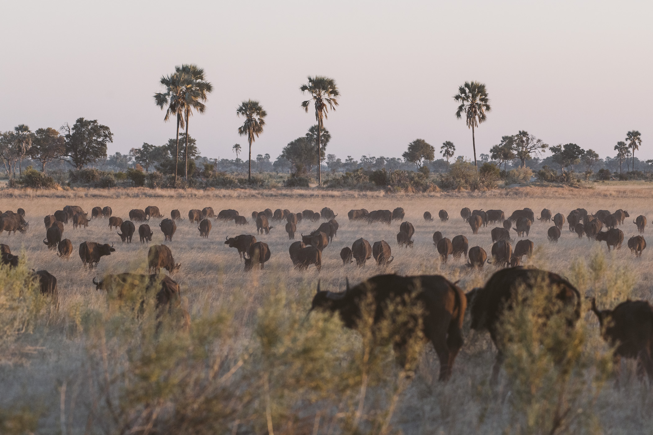 Buffalo herd in the Okavango Delta