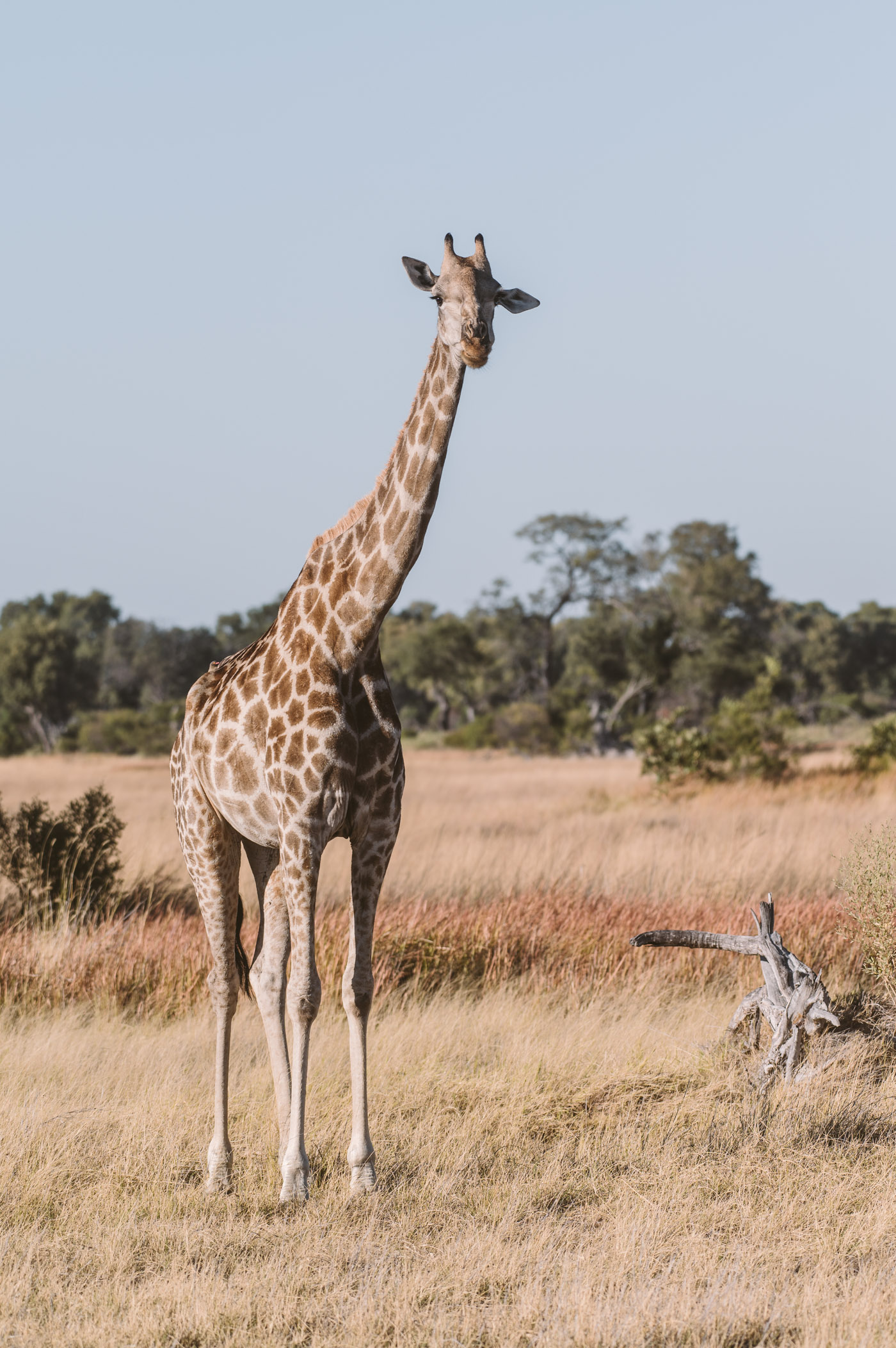 A giraffe in the Okavango Delta