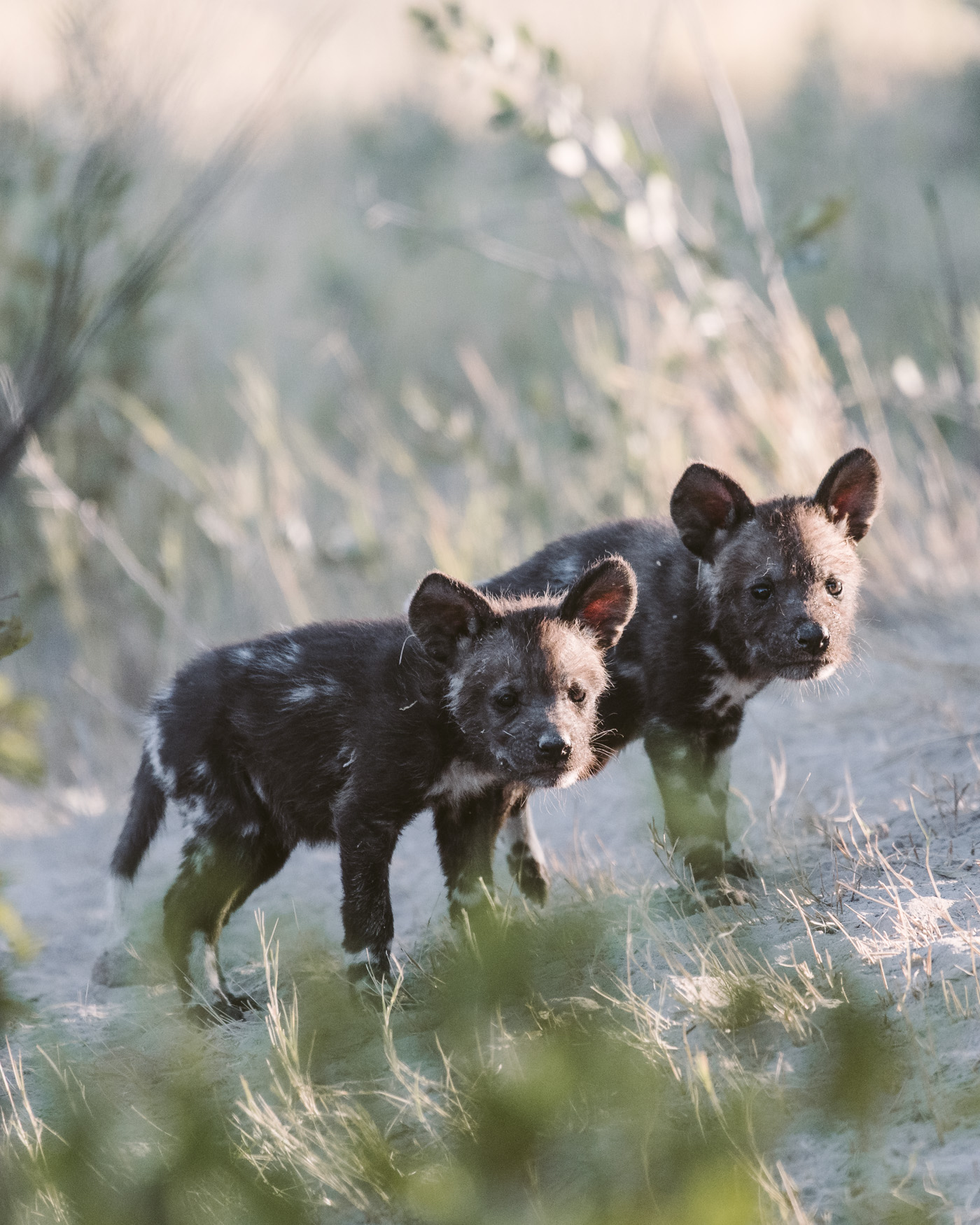 Wild dog pups in the Okavango Delta in Botswana 