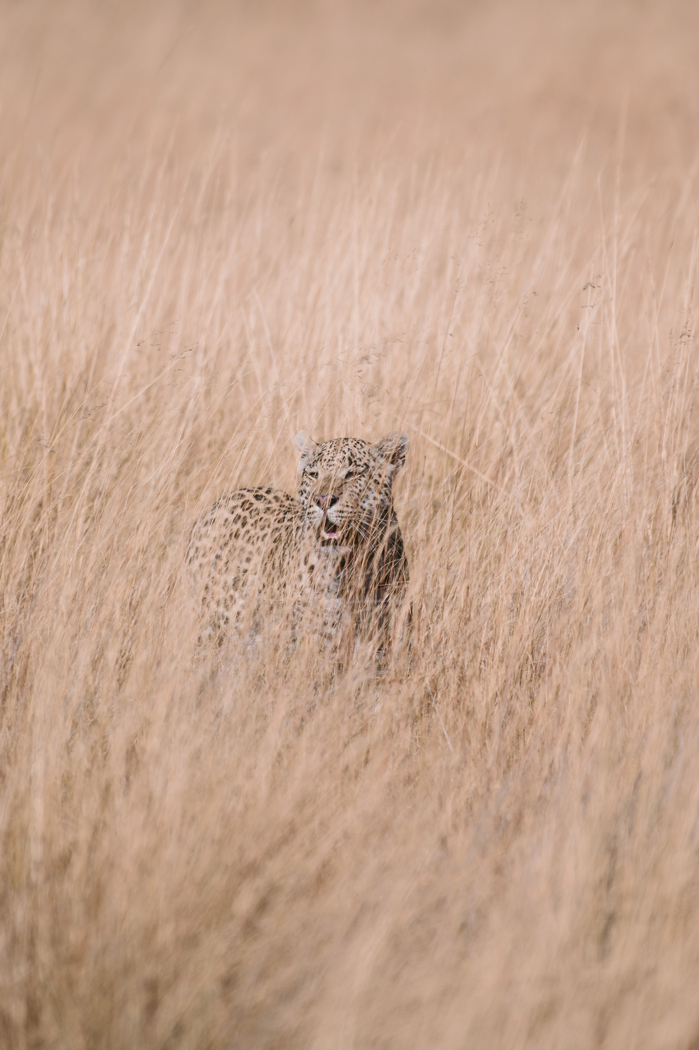 Wildlife photography with Nikon Z 6 mirrorless camera