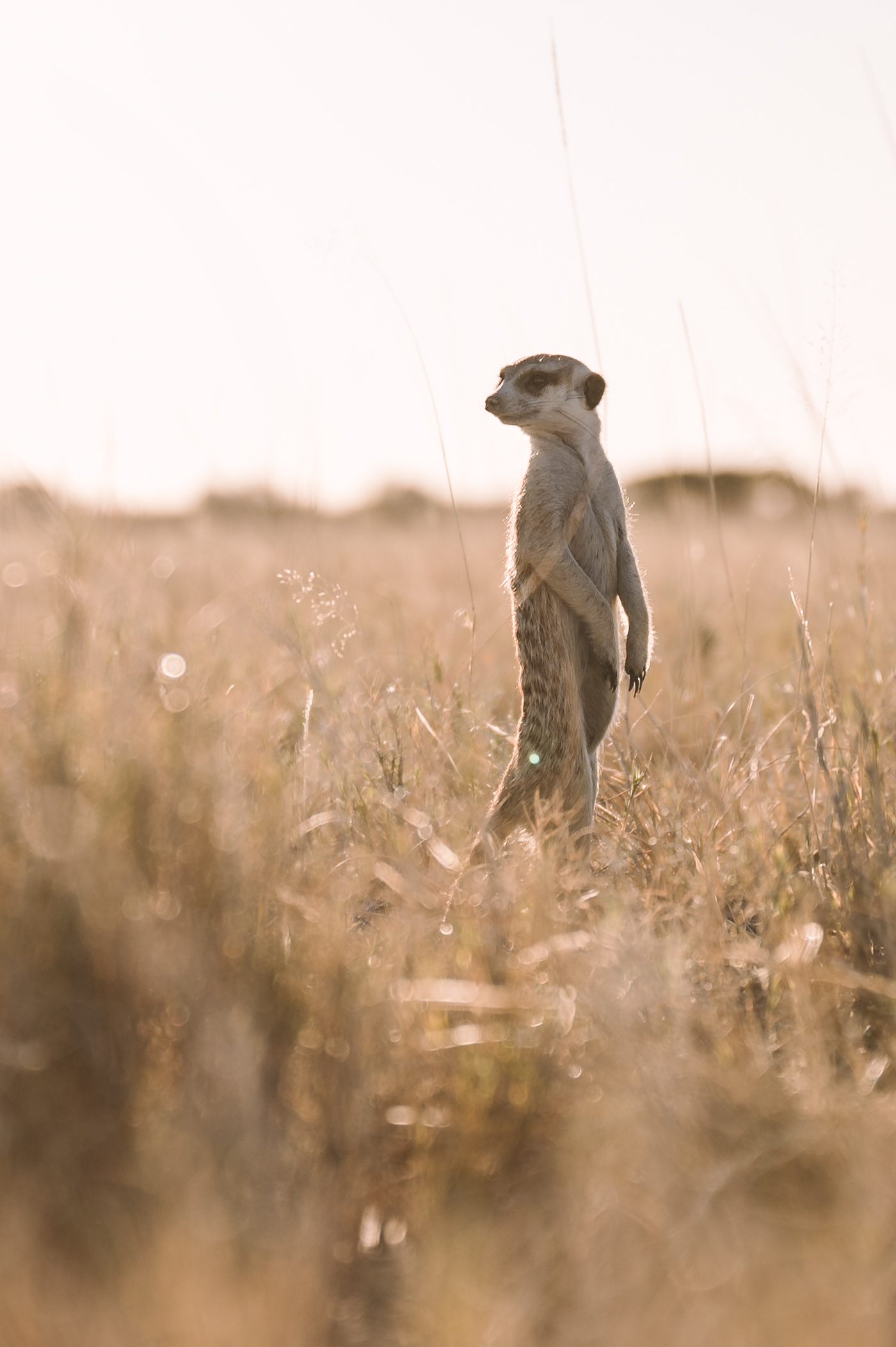 A meerkat in the Makgadikgadi in Botswana