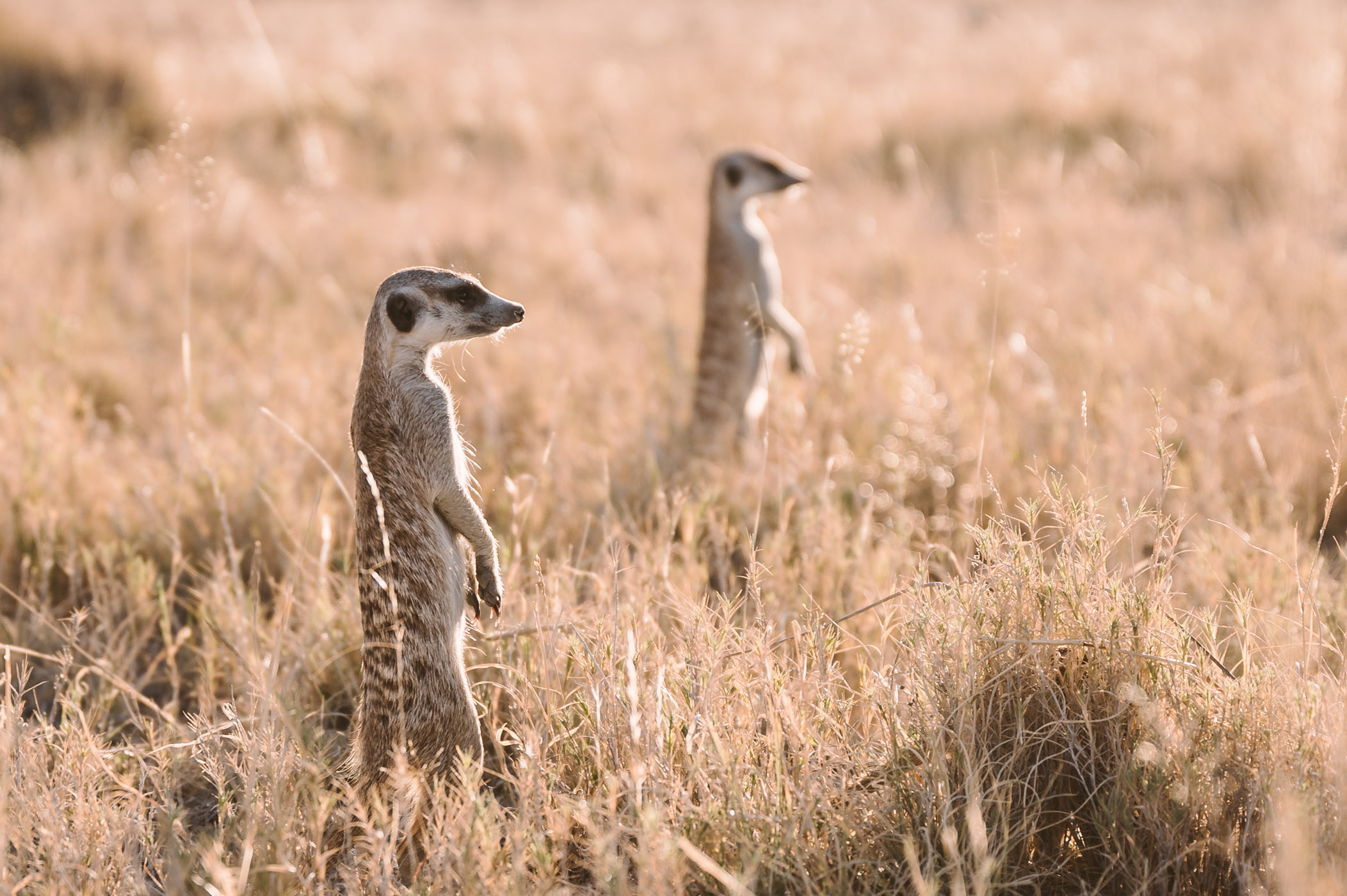 Meerkats in the Makgadikgadi in Botswana