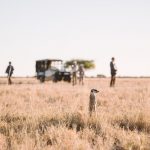 A meerkat in the Makgadikgadi in Botswana
