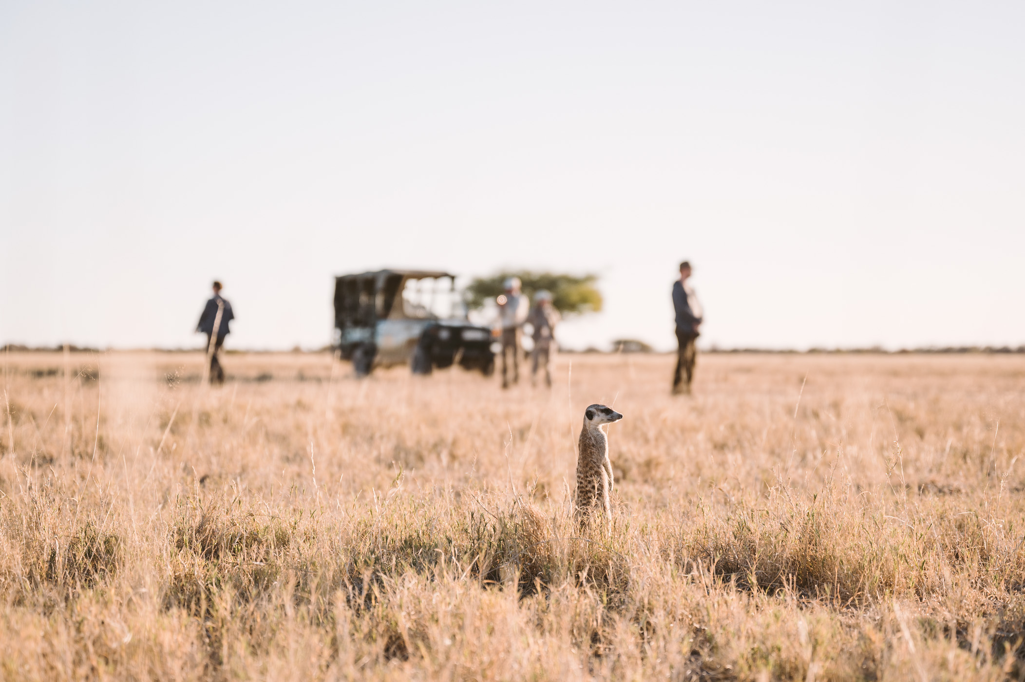 A meerkat in the Makgadikgadi in Botswana