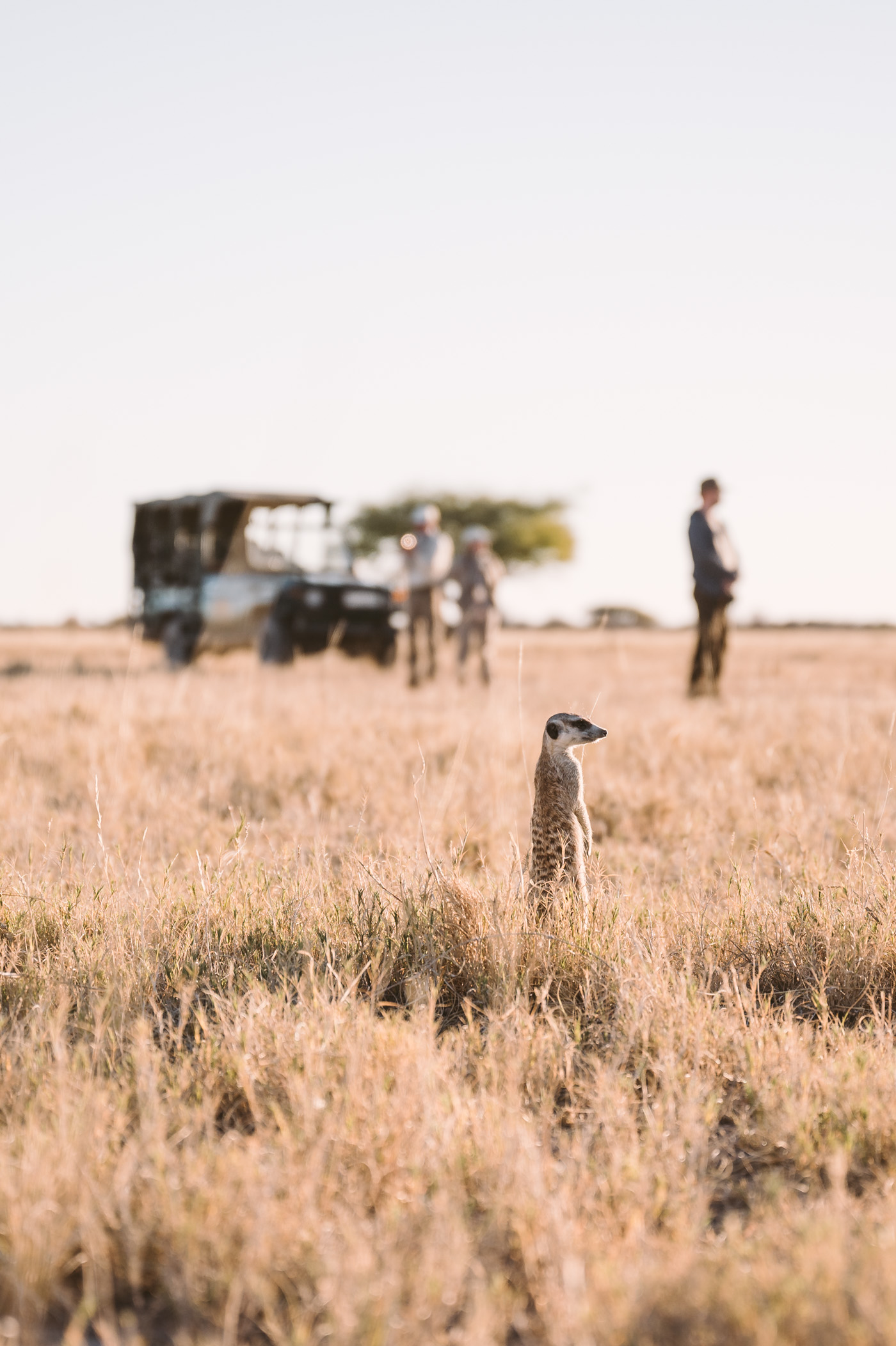 How to plan the perfect safari: A comprehensive guide to planning your Africa Dream trip