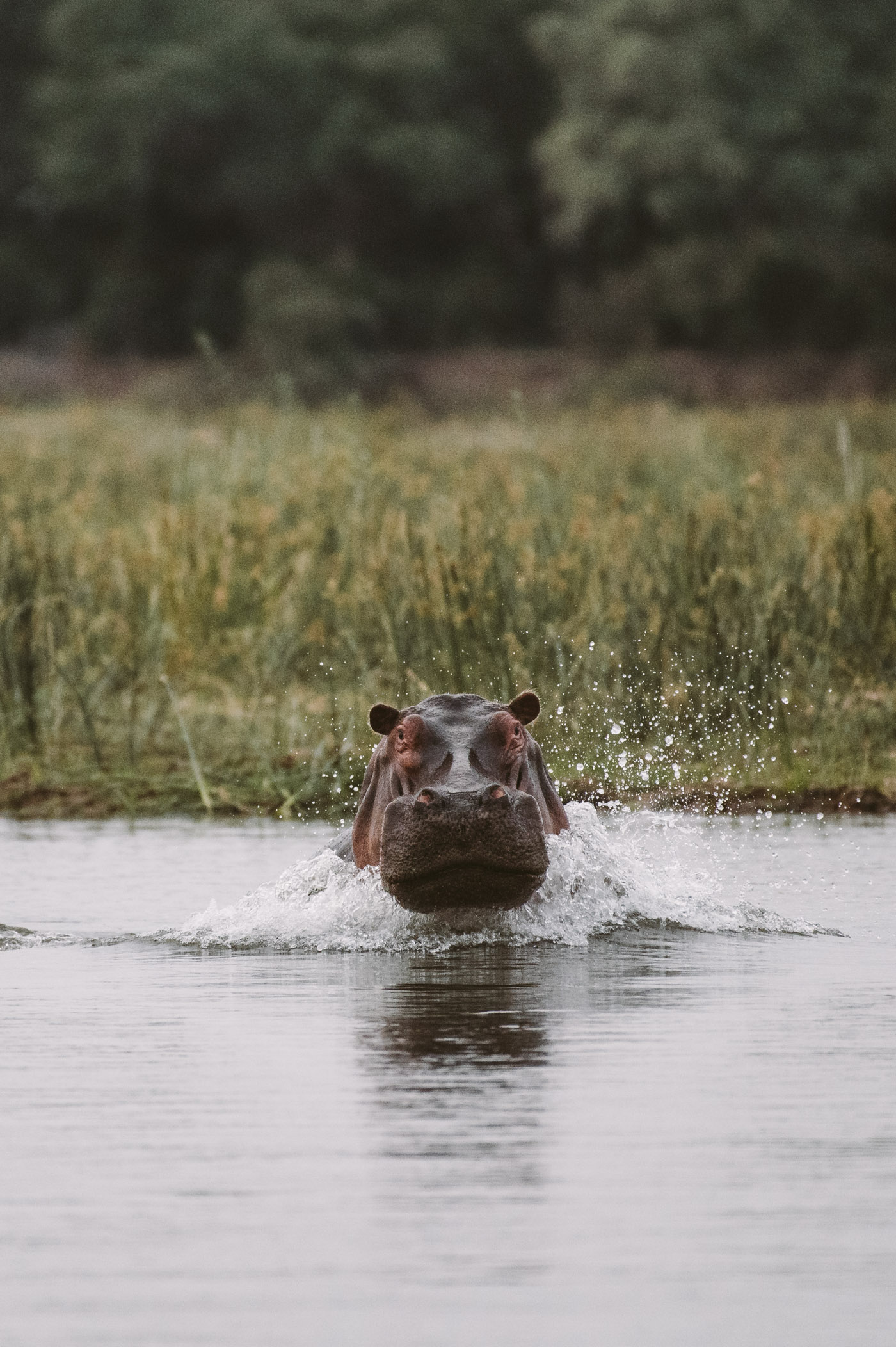 Hippo in the Lower Zambezi National Park Zambia