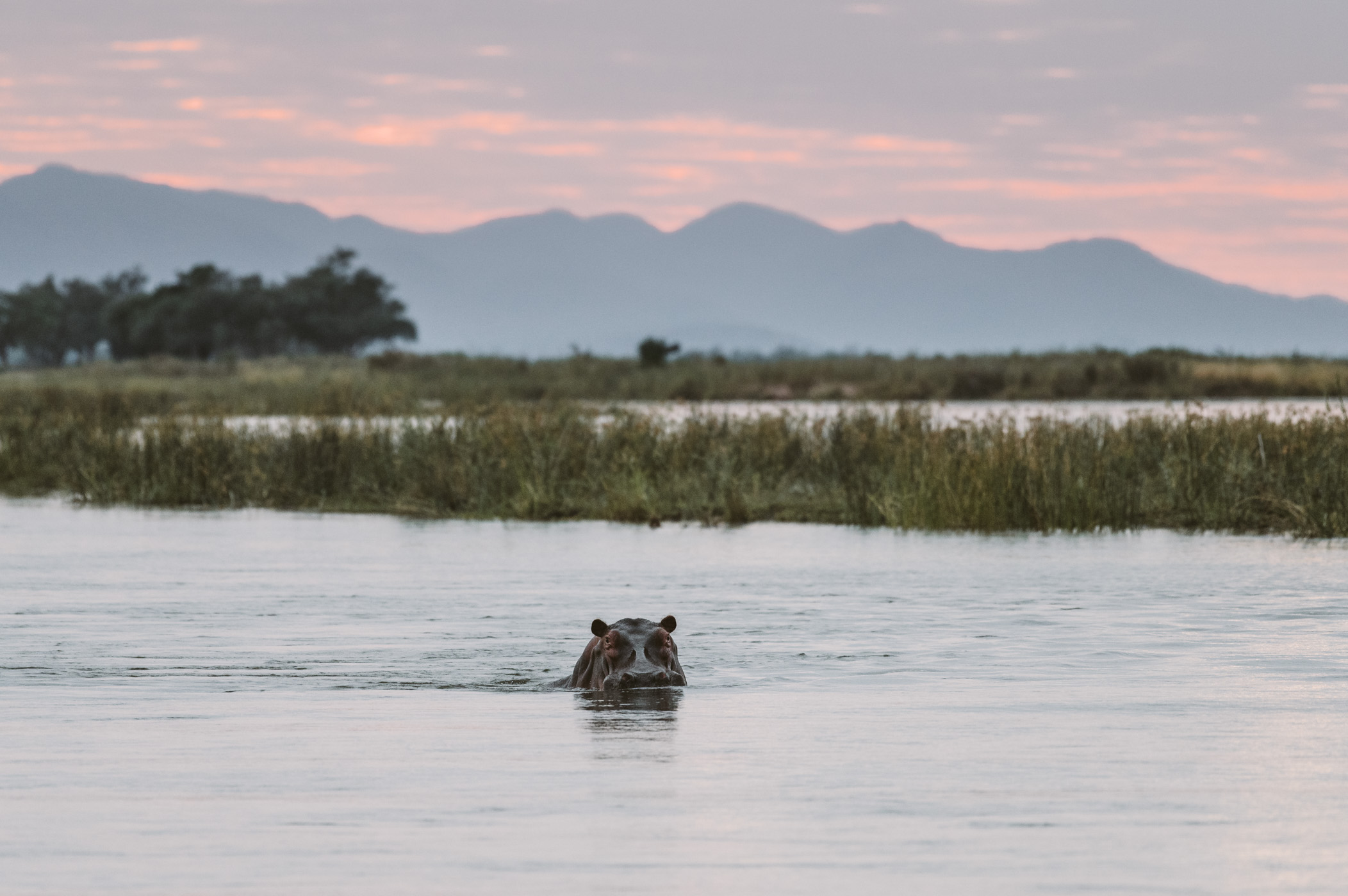 Hippo in the Lower Zambezi National Park Zambia