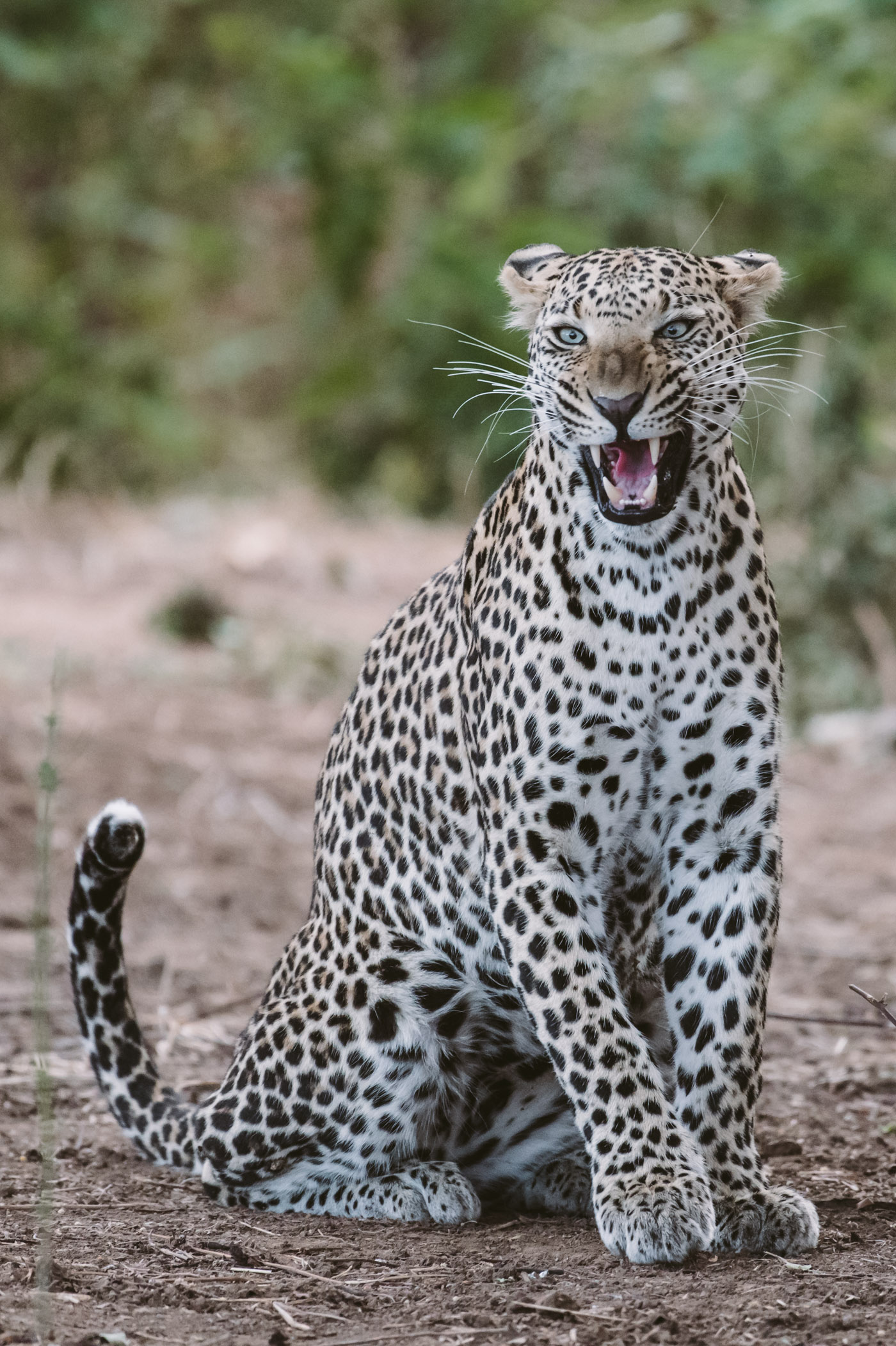 Leopard in South Luangwa National Park Zambia