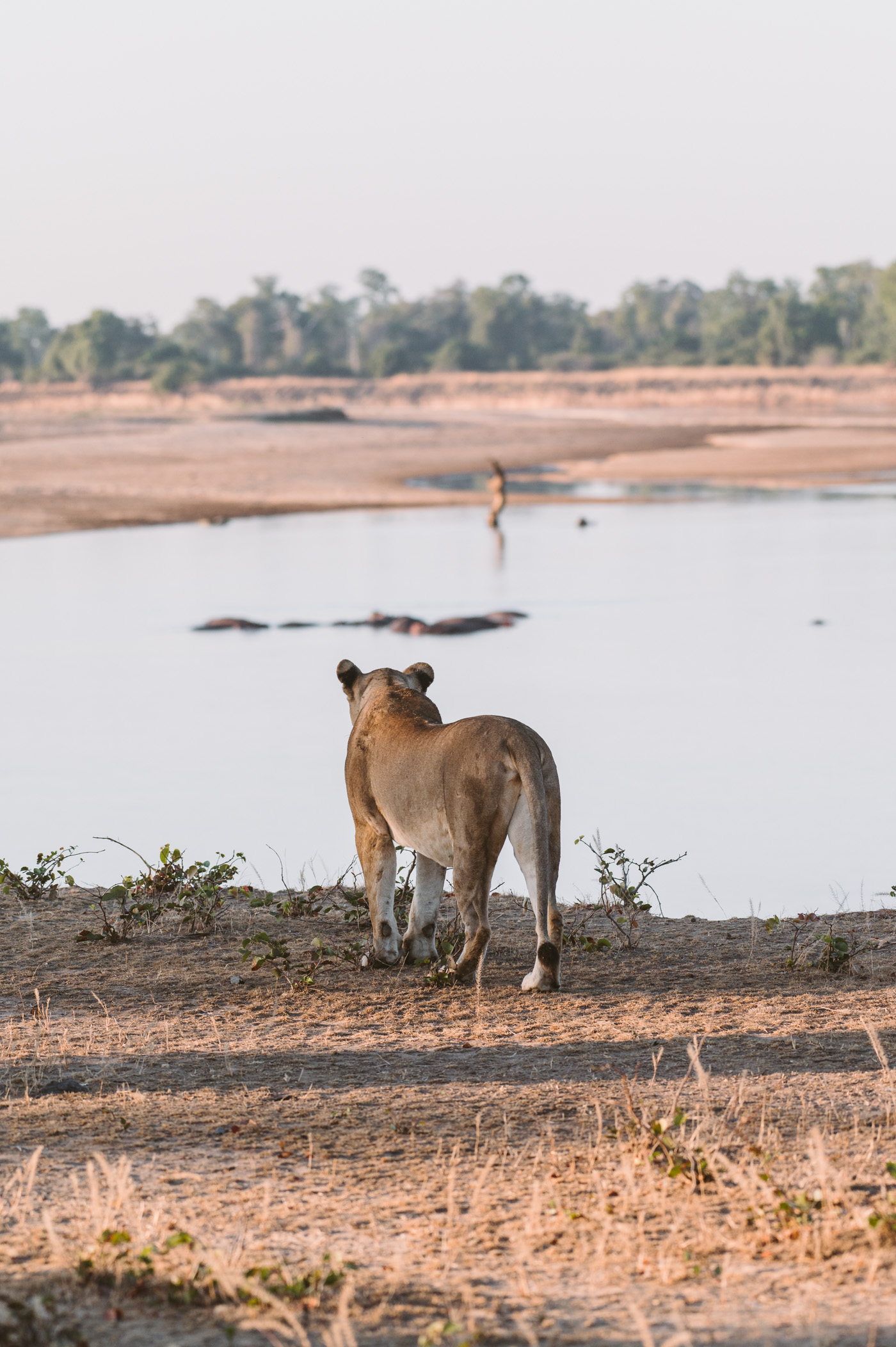 Lion in South Luangwa National Park Zambia
