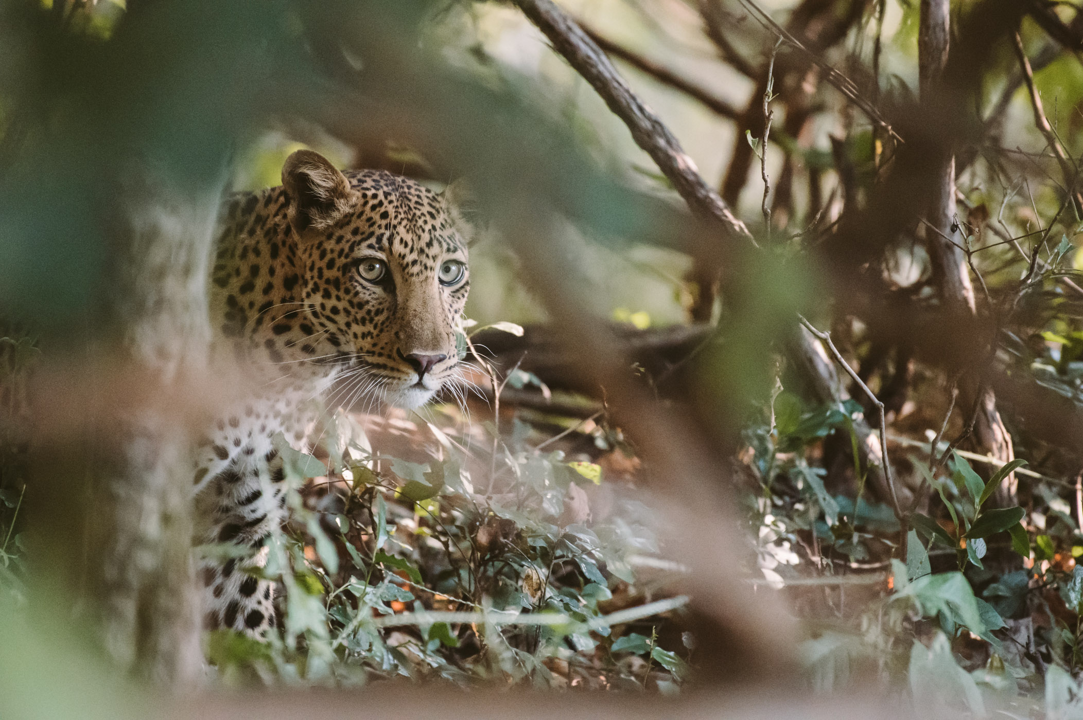 Leopard in South Luangwa National Park Zambia