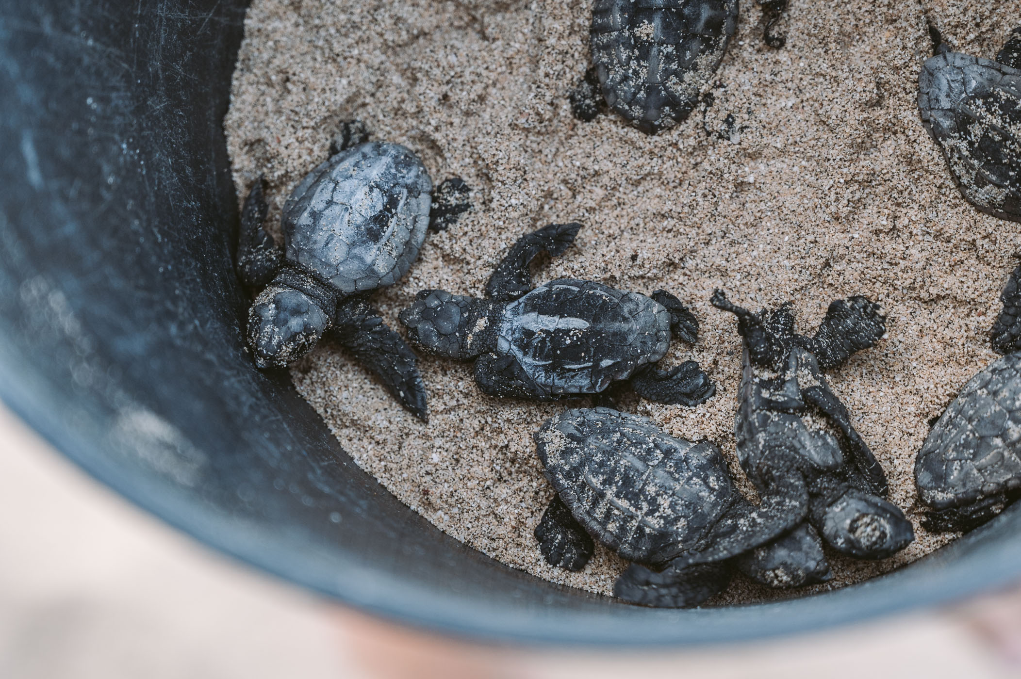 Project Biodiversity Sea Turtle hatchery on Sal Cape Verde