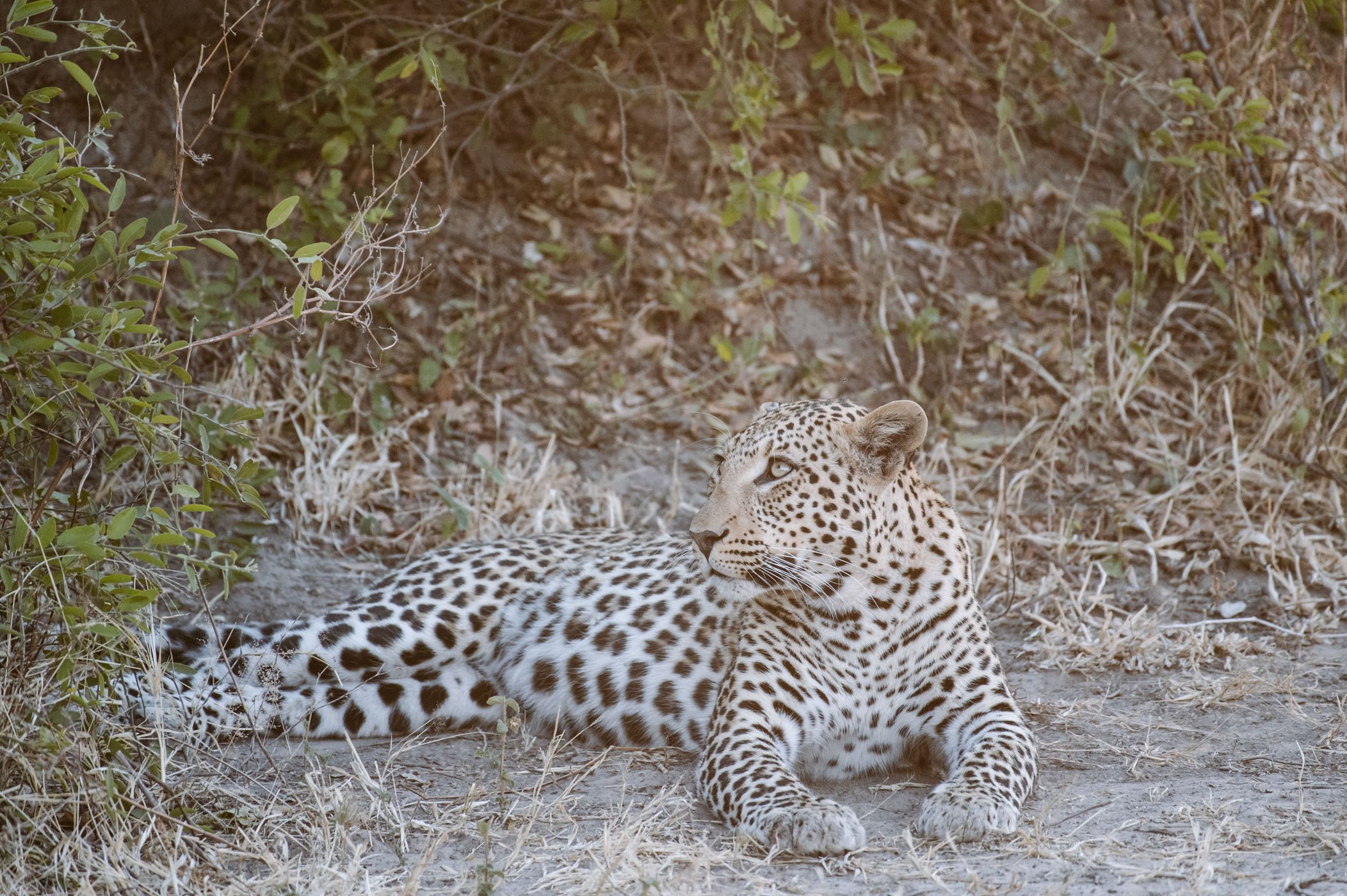 Leopard in Chobe National Park Botswana