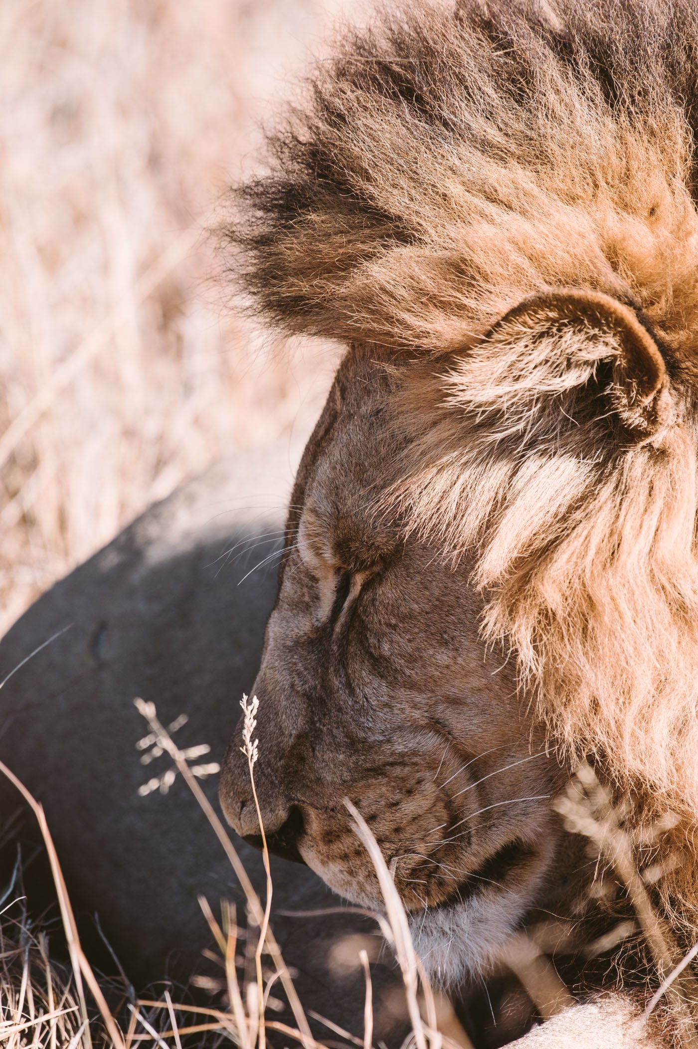 Lion in the Okavango Delta in Botswana