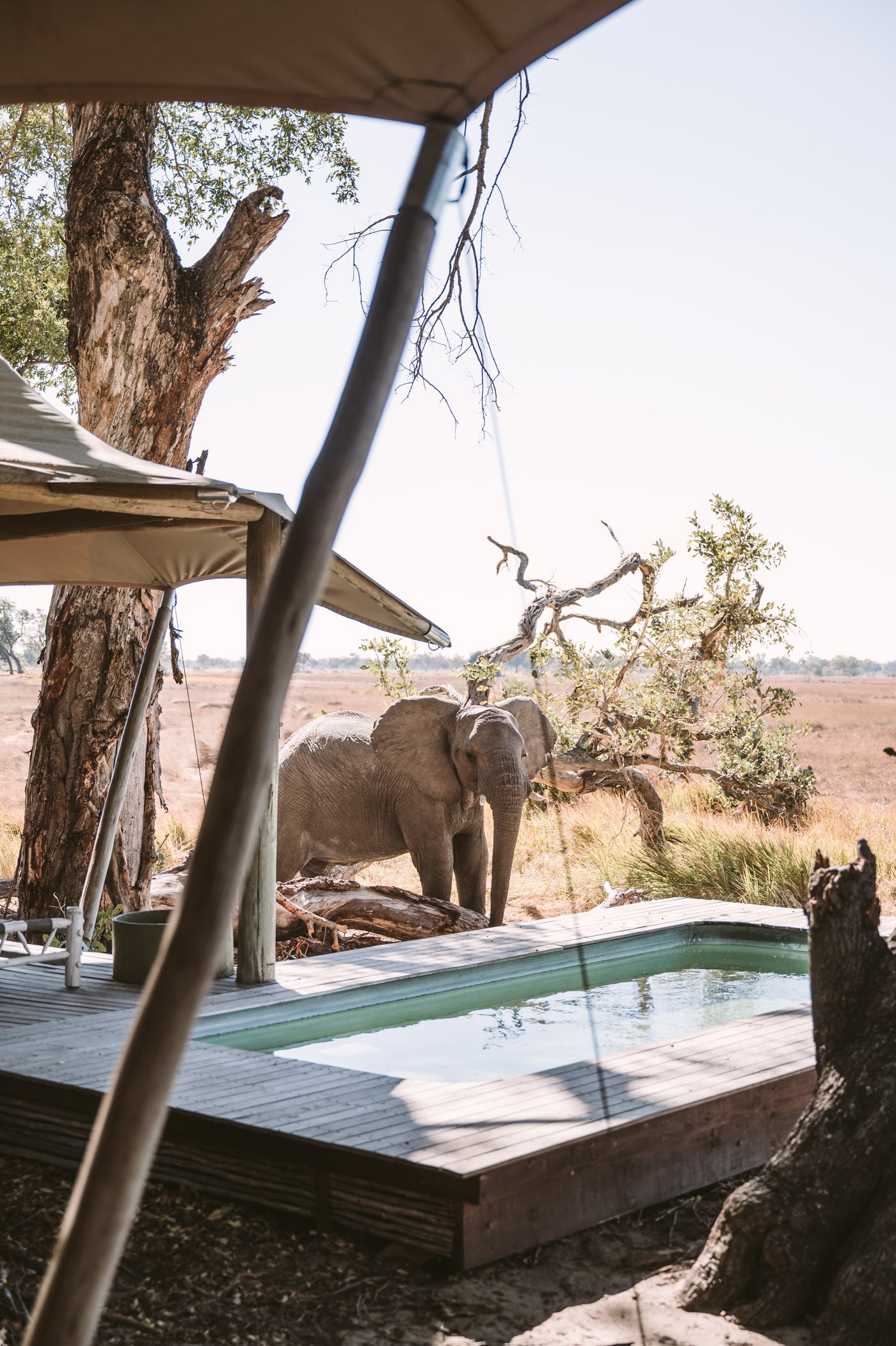 andBeyond Xaranna Okavango Delta Camp elephant by the pool