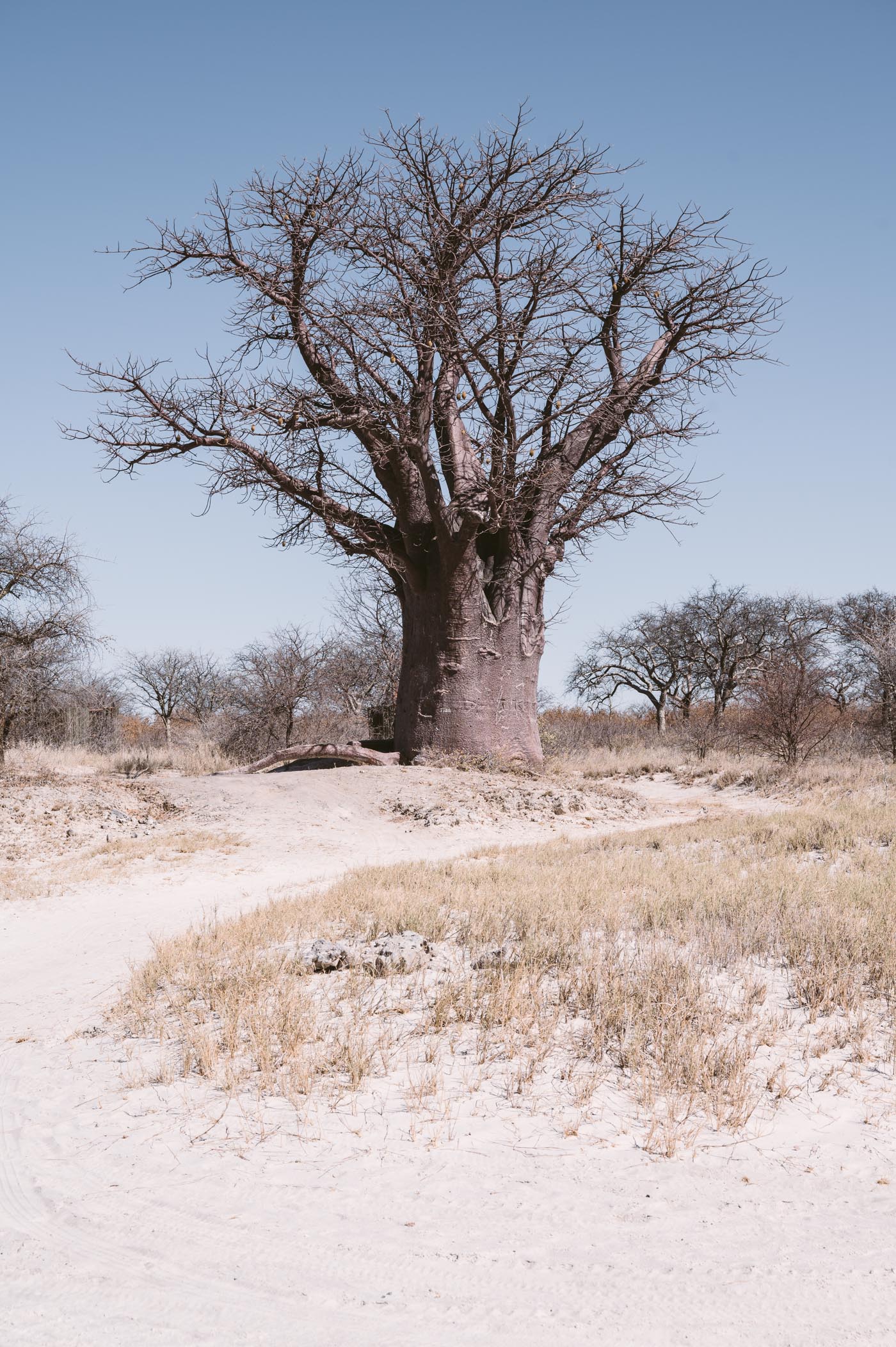 Baines Baobabs in the Nxai Pan National Park in Botswana