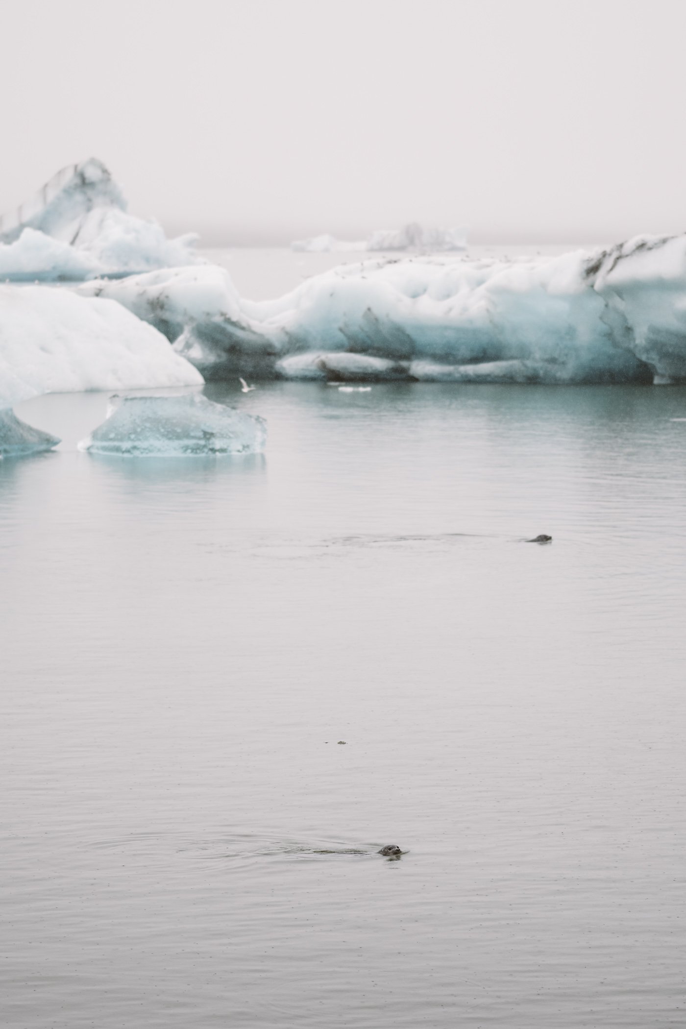 Seals at Jökulsárlón glacier lagoon