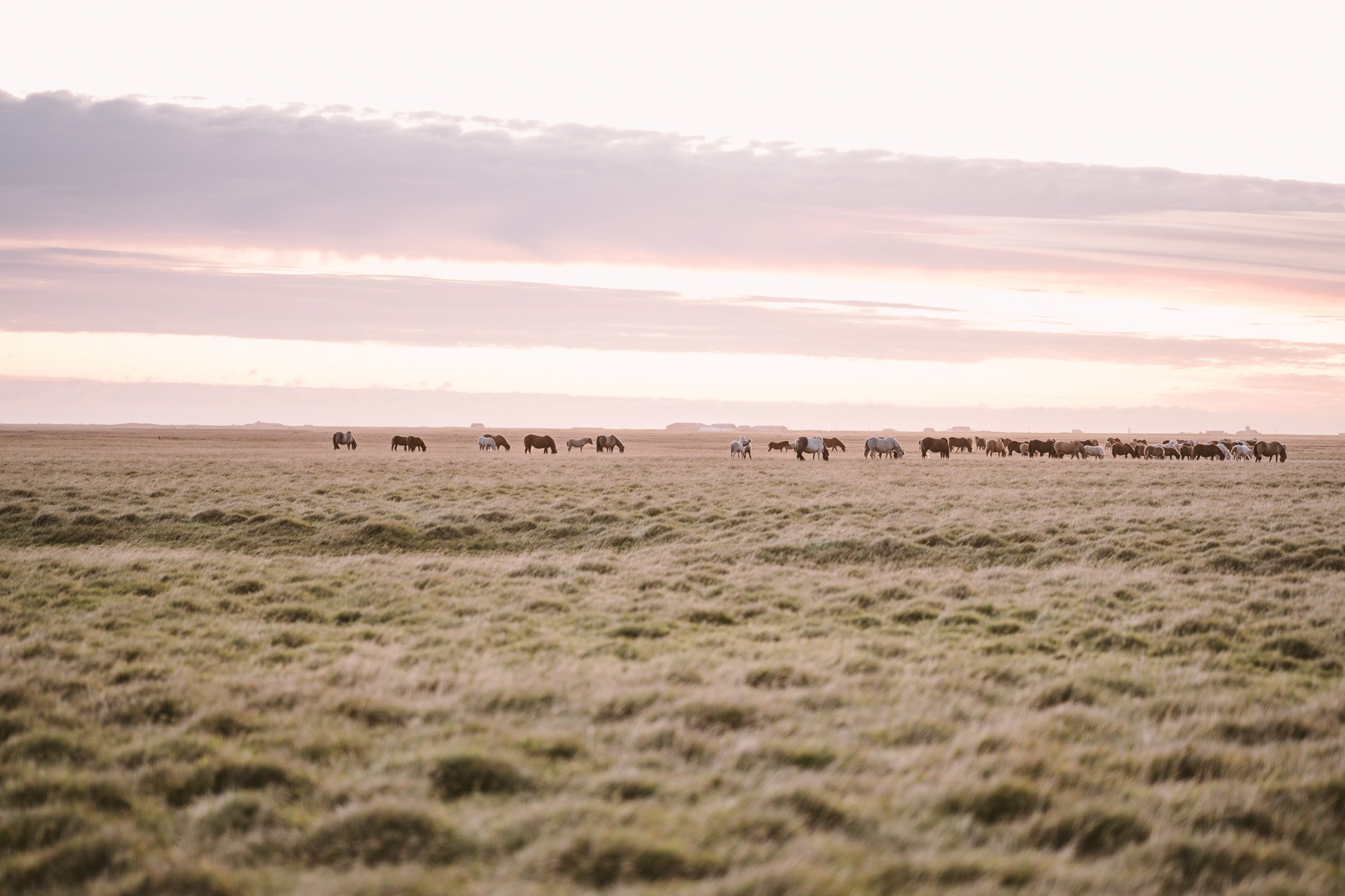 Horses in the sunset near Landeyjahöfn