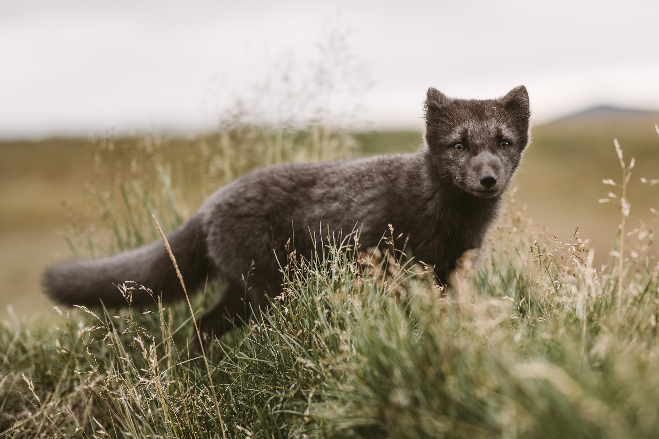 Arctic fox at Fjalladyrd guesthouse