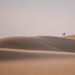 Oryx in the Dubai desert conservation reserve
