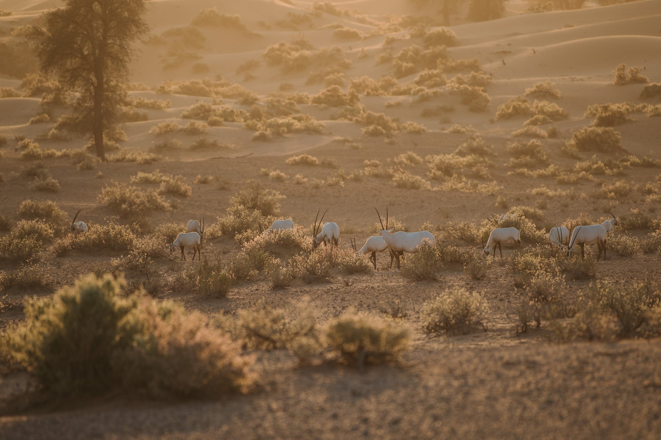 Arabian Oryx in the desert of Dubai