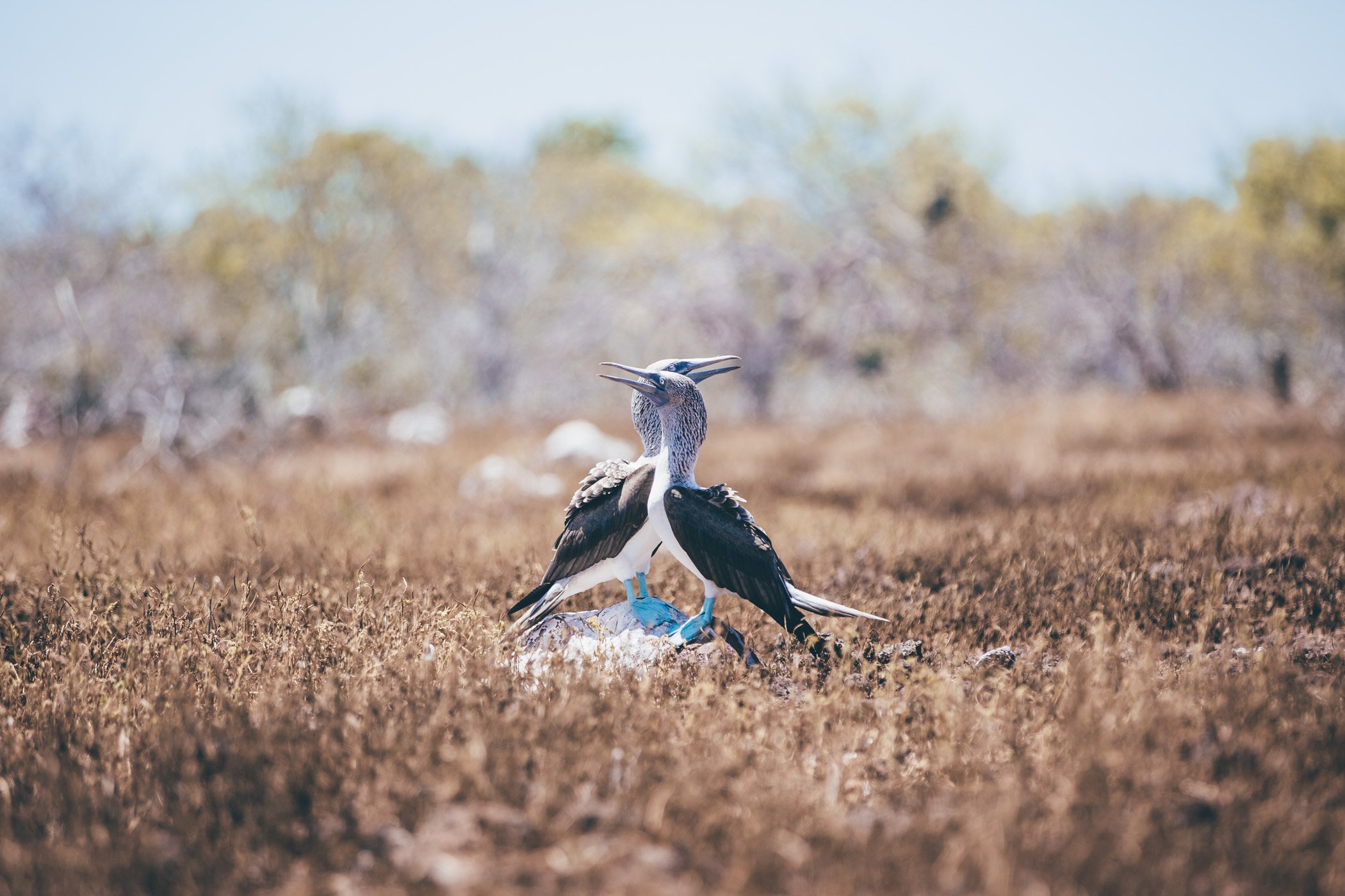Blue footed booby on the Galapagos archipelago Ecuador