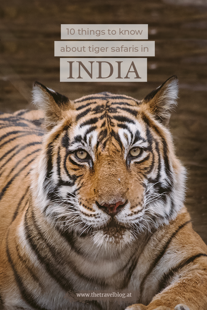 10 things to know for a tiger safari in India