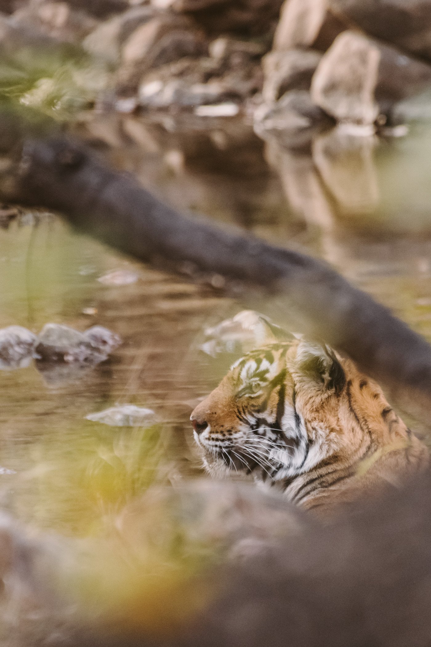 Tiger safari in Ranthambore National Park