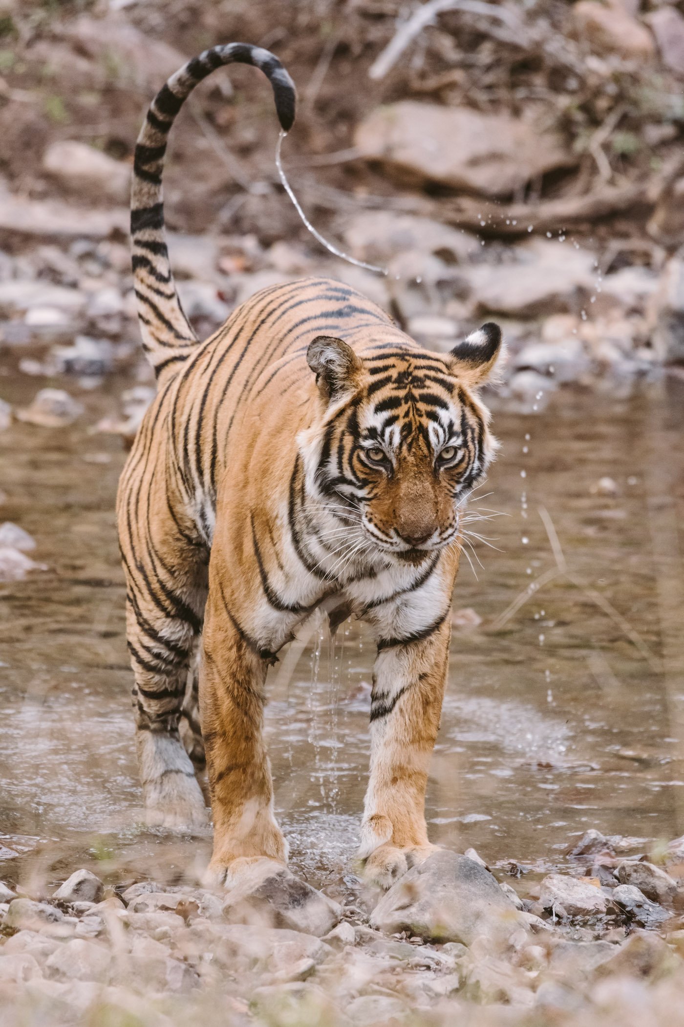 Tiger Safari in Rajasthan