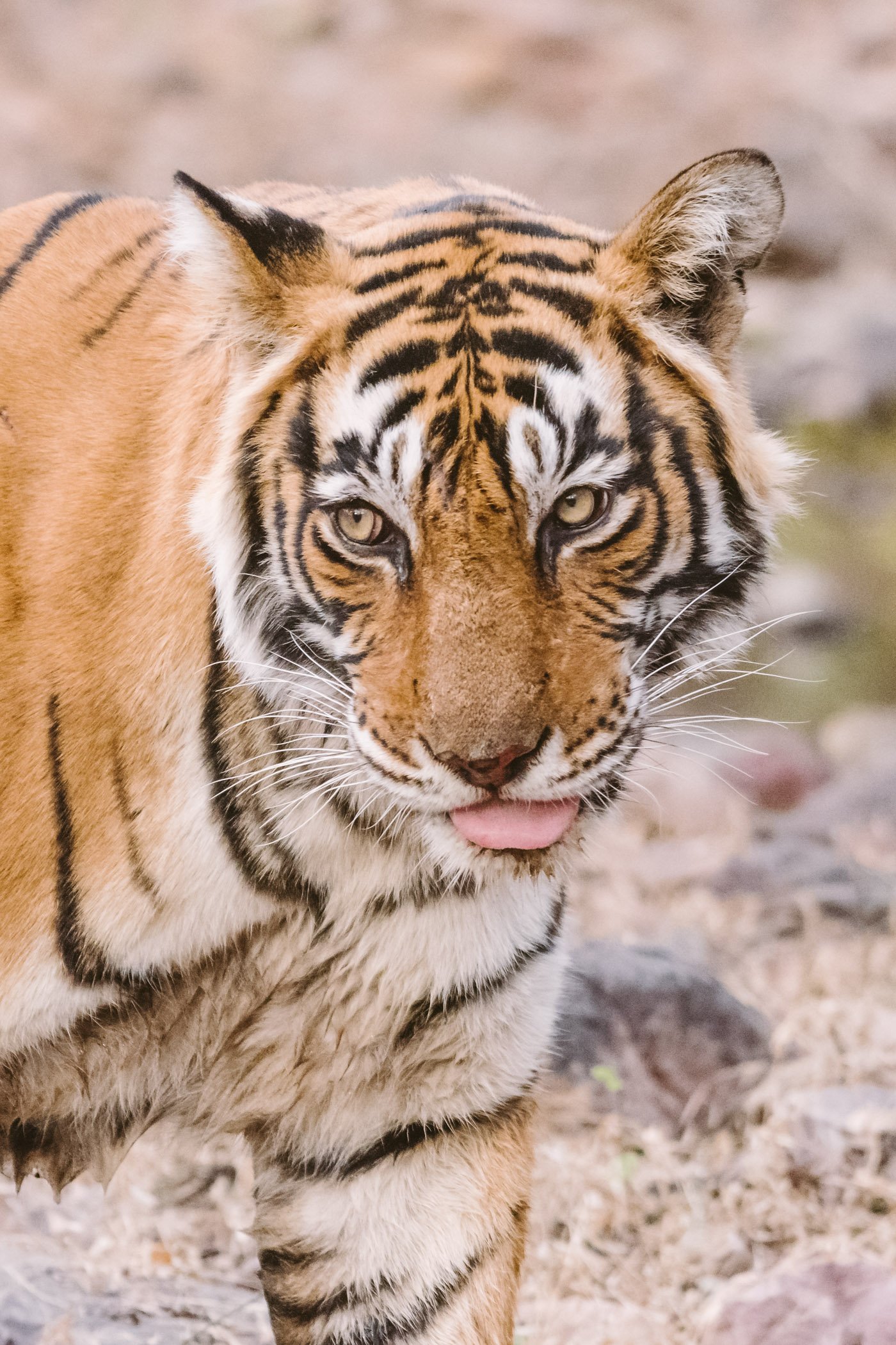 Tiger Safari in Rajasthan
