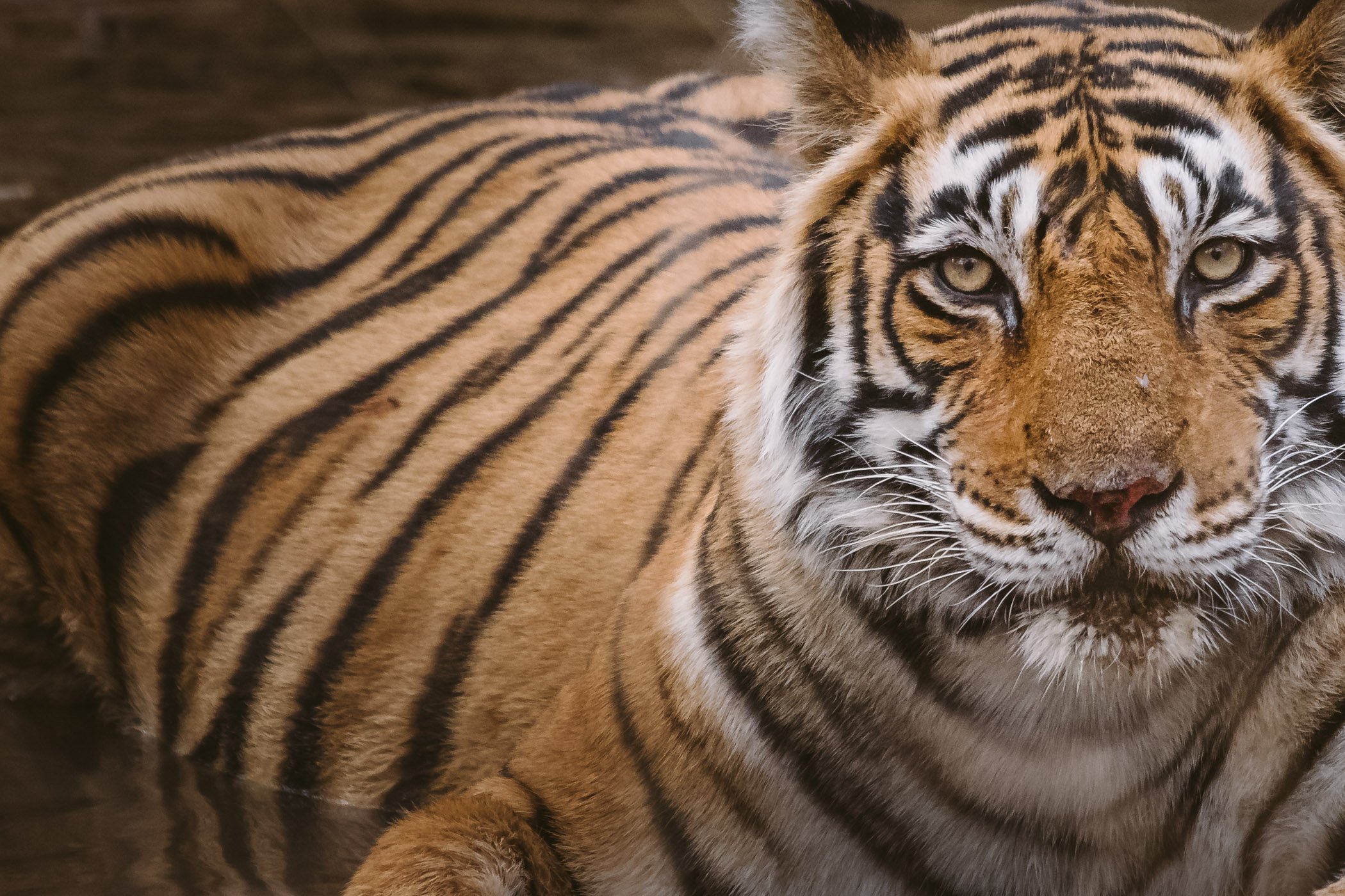 Tiger Safari in Rajasthan