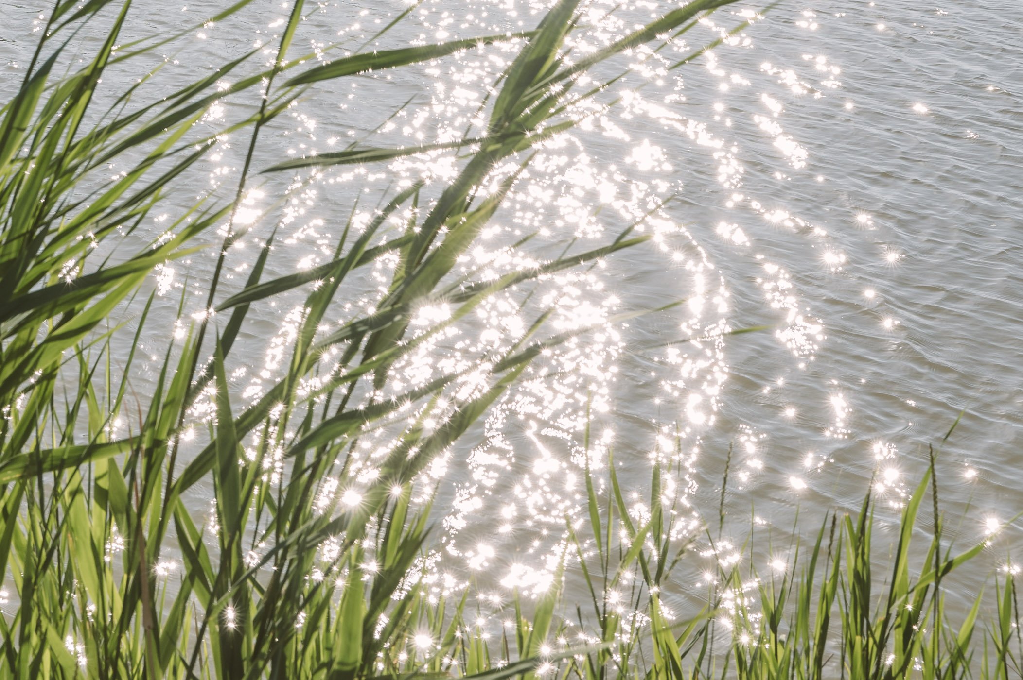 Sunlight reflects in the water of lake Neusiedlersee