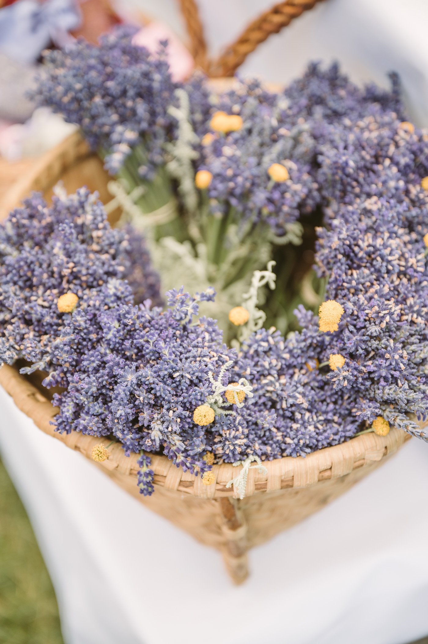 Lavender harvest at Lavender manufacturer Wunsum in Southern Styria